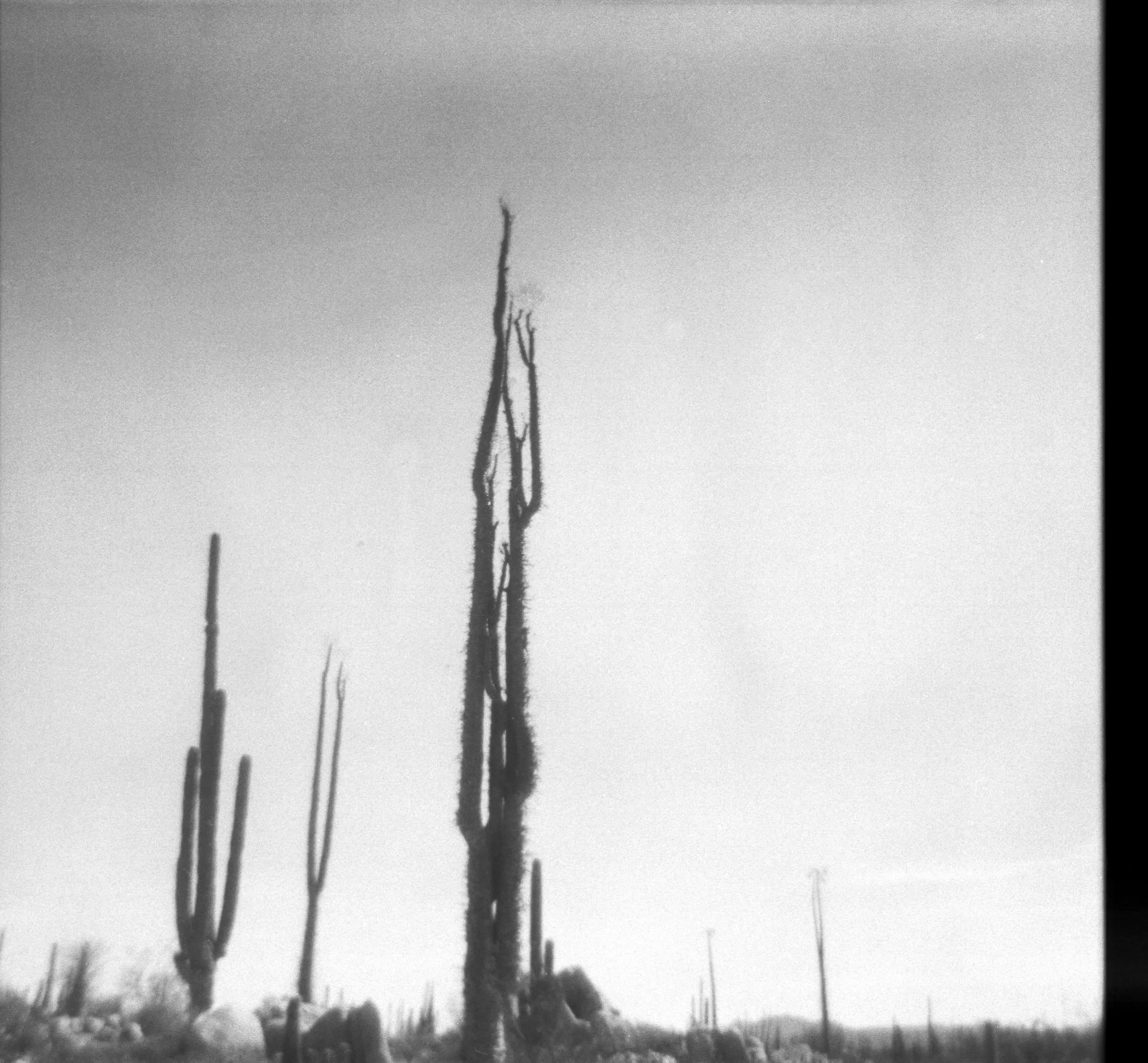 Black and white photo of tall, thin, leafless trees against the sky in a winter landscape.