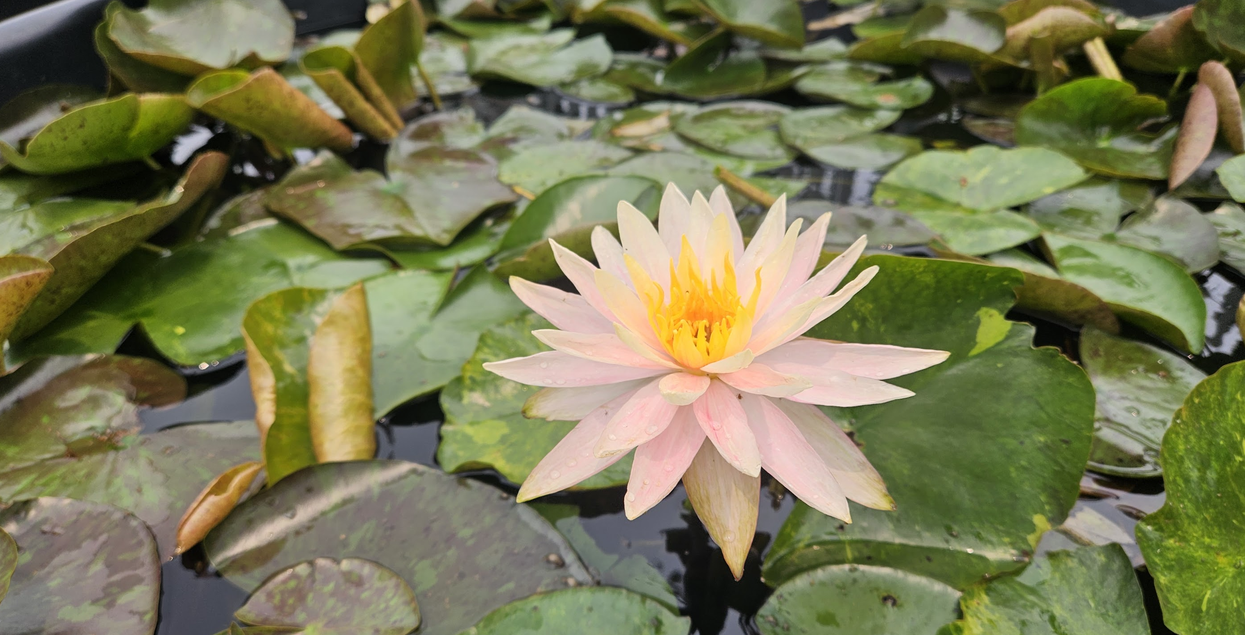 The lotus serves as a calm reminder that even through life's harshest conditions, beauty can still emerge.
