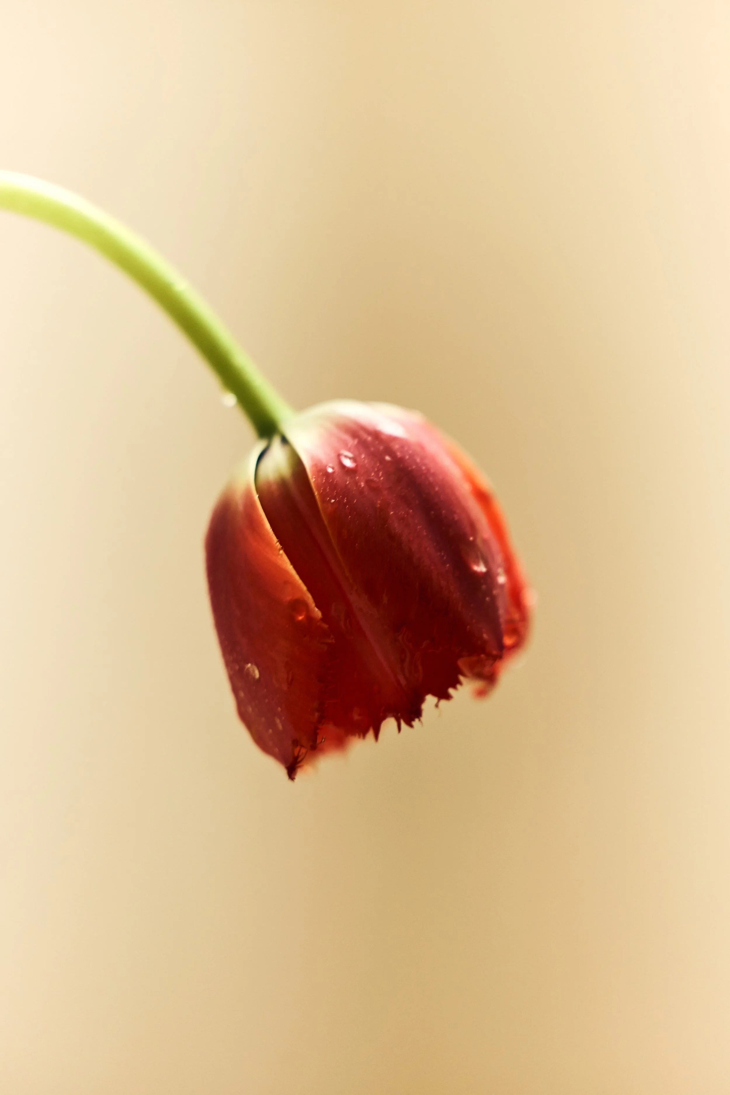 Nectar1853.jpg