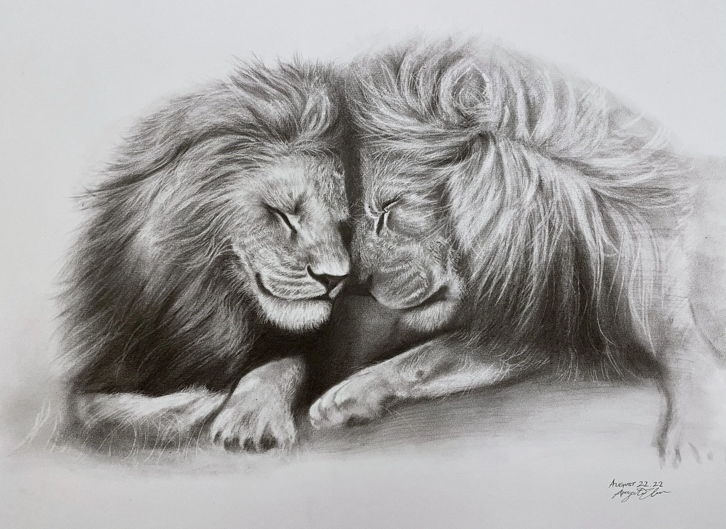 A detailed graphite pencil drawing of two lions, with their heads gently touching and eyes closed, showcasing realistic fur textures and expressive facial features. The artist's signature and date, August 22, 2022, are in the bottom right corner.