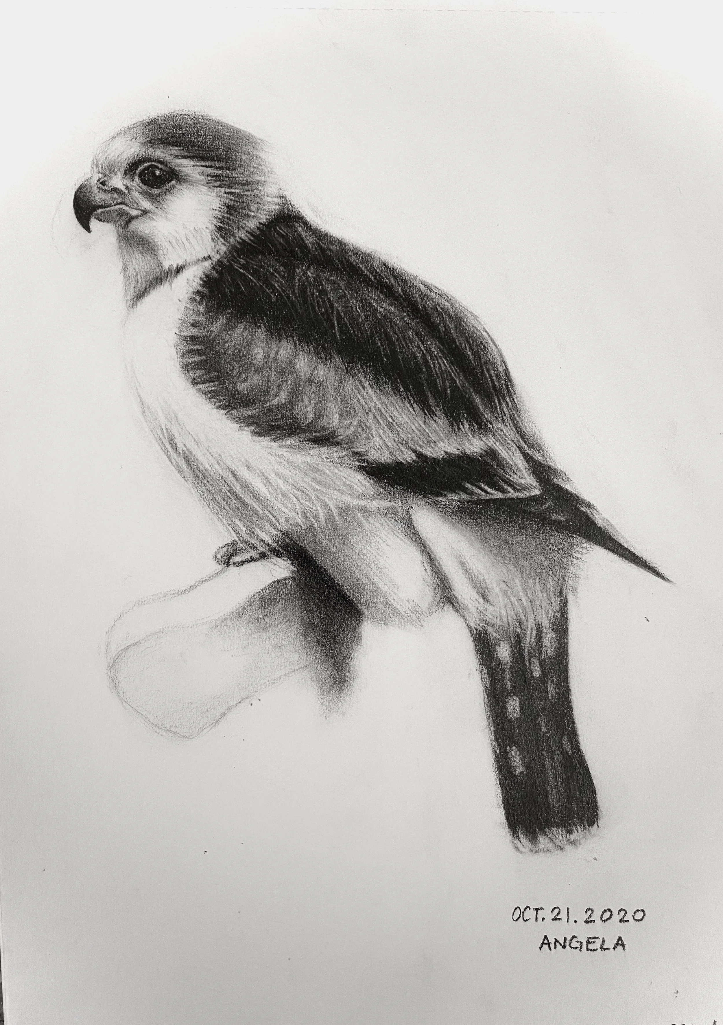 A detailed black and white pencil sketch of a bird with a prominent beak and attentively staring eye. The bird is perched, showing a textured breast and tail. The bottom right corner has handwritten text that reads "Oct. 21, 2020 Angela."