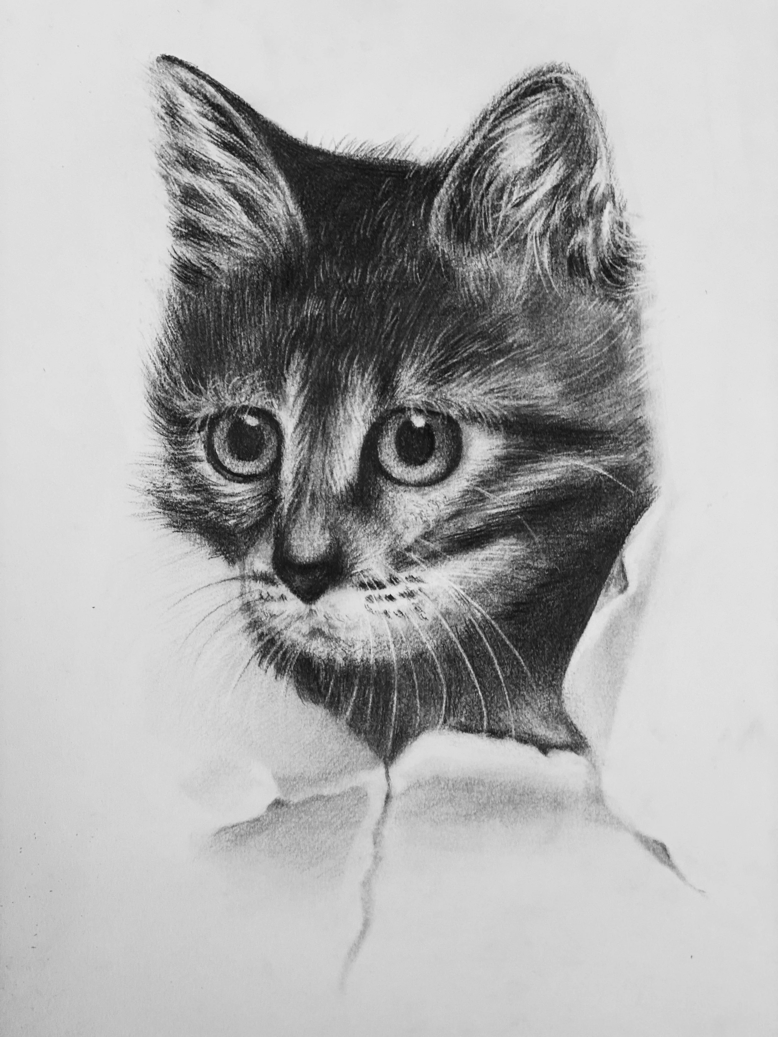 Pencil sketch of a kitten with large eyes, detailed fur, and a collar, on a plain background.