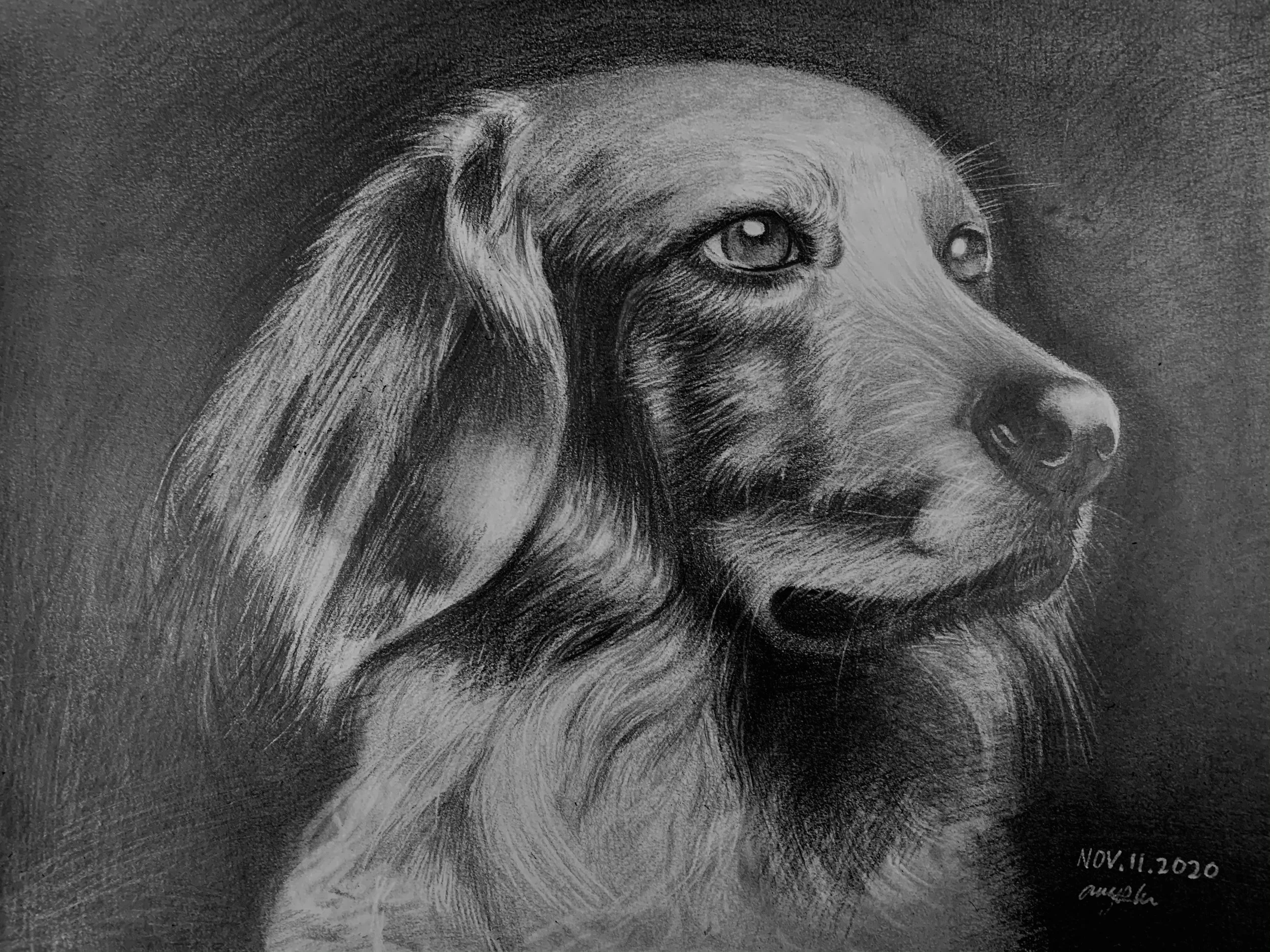 A detailed pencil drawing of a dog, focusing on the side profile of its face, with realistic shading and expressive eyes, signed and dated November 11, 2020.