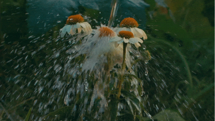 loose-cattle_the-shoals_1375(1).gif