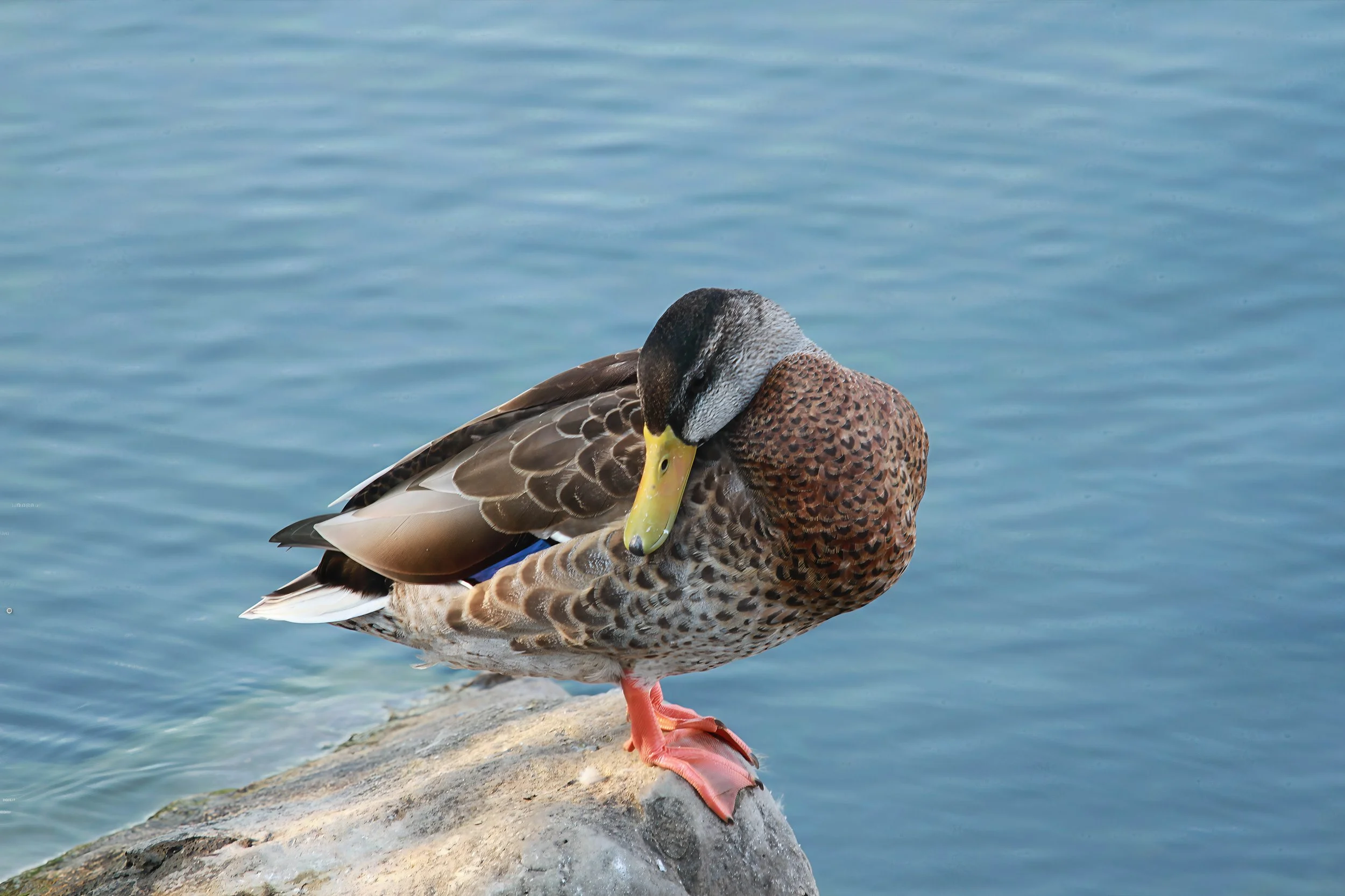 A male mallard duck standing on a rock near water, preening with its head turned towards its back.