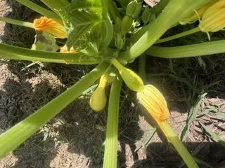 Close-up of a zucchini plant with yellow zucchini growing on the vine.