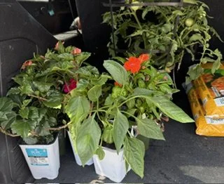 Potted flowering plants including a red hibiscus, pink and red impatiens, and green foliage on a black surface next to gardening supplies.