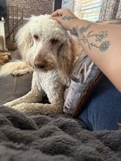 Person with a tattoo on their arm petting a large, white, curly-coated dog lying on a couch inside a home.