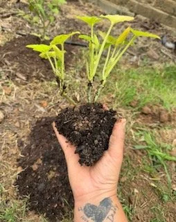 Hand holding a small plant with green leaves and soil, planted in the ground.