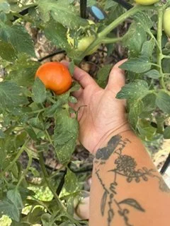 Person's hand with tattoo holding an orange tomato on a green tomato plant.
