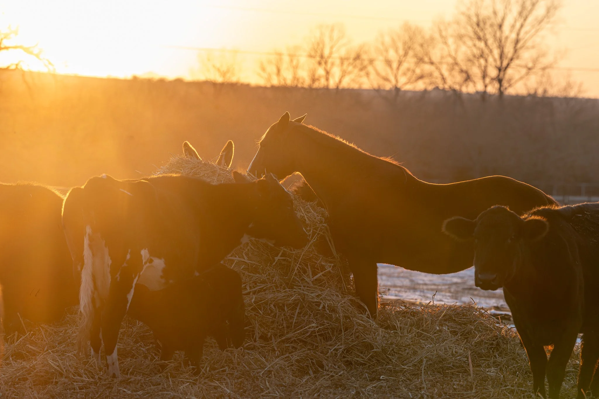 A group of horses gathered around a haystack during sunset, with trees in the background.