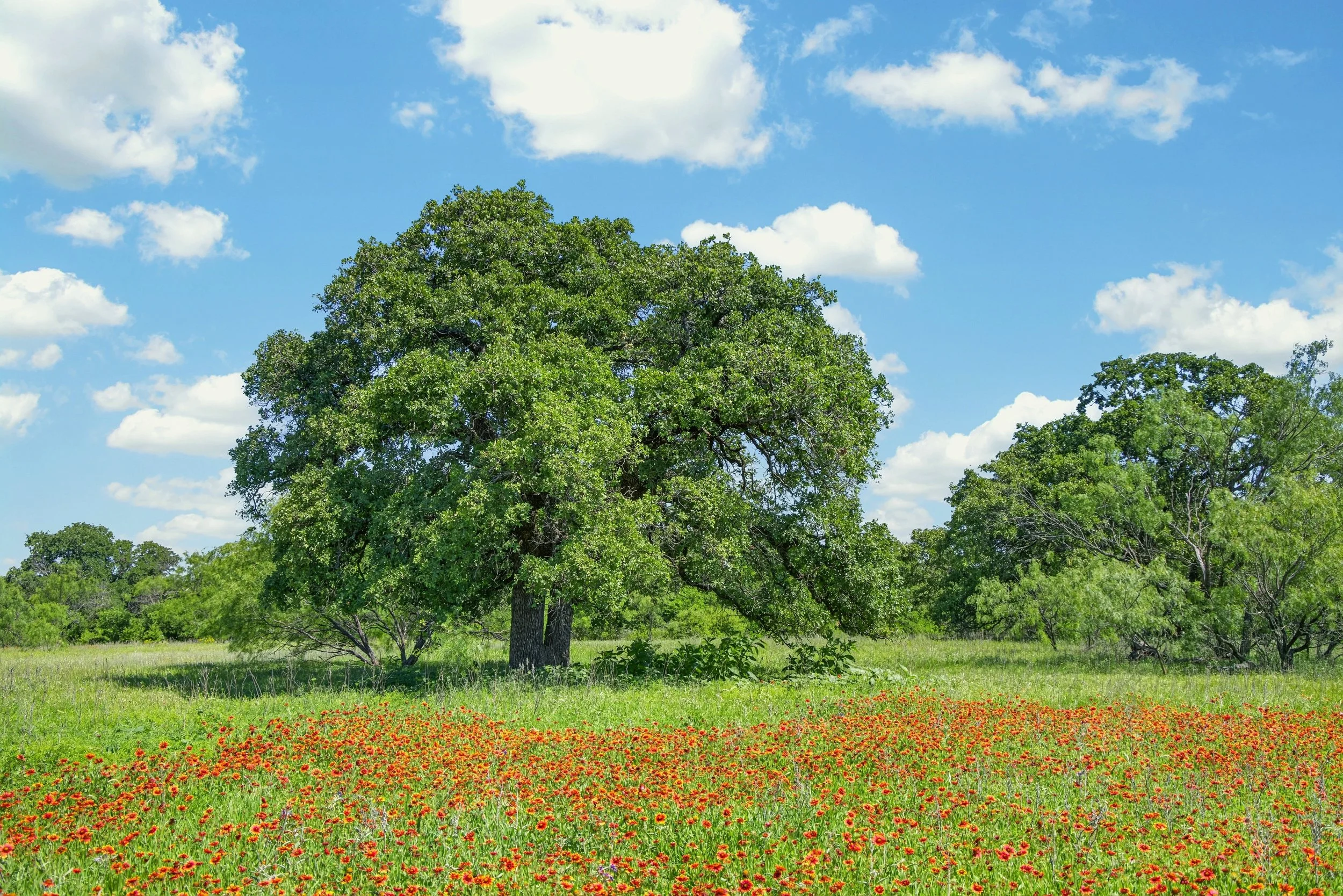 A large green tree with a thick trunk in a grassy field. The sky is bright blue with scattered white clouds, and the foreground has a colorful patch of small red flowers.