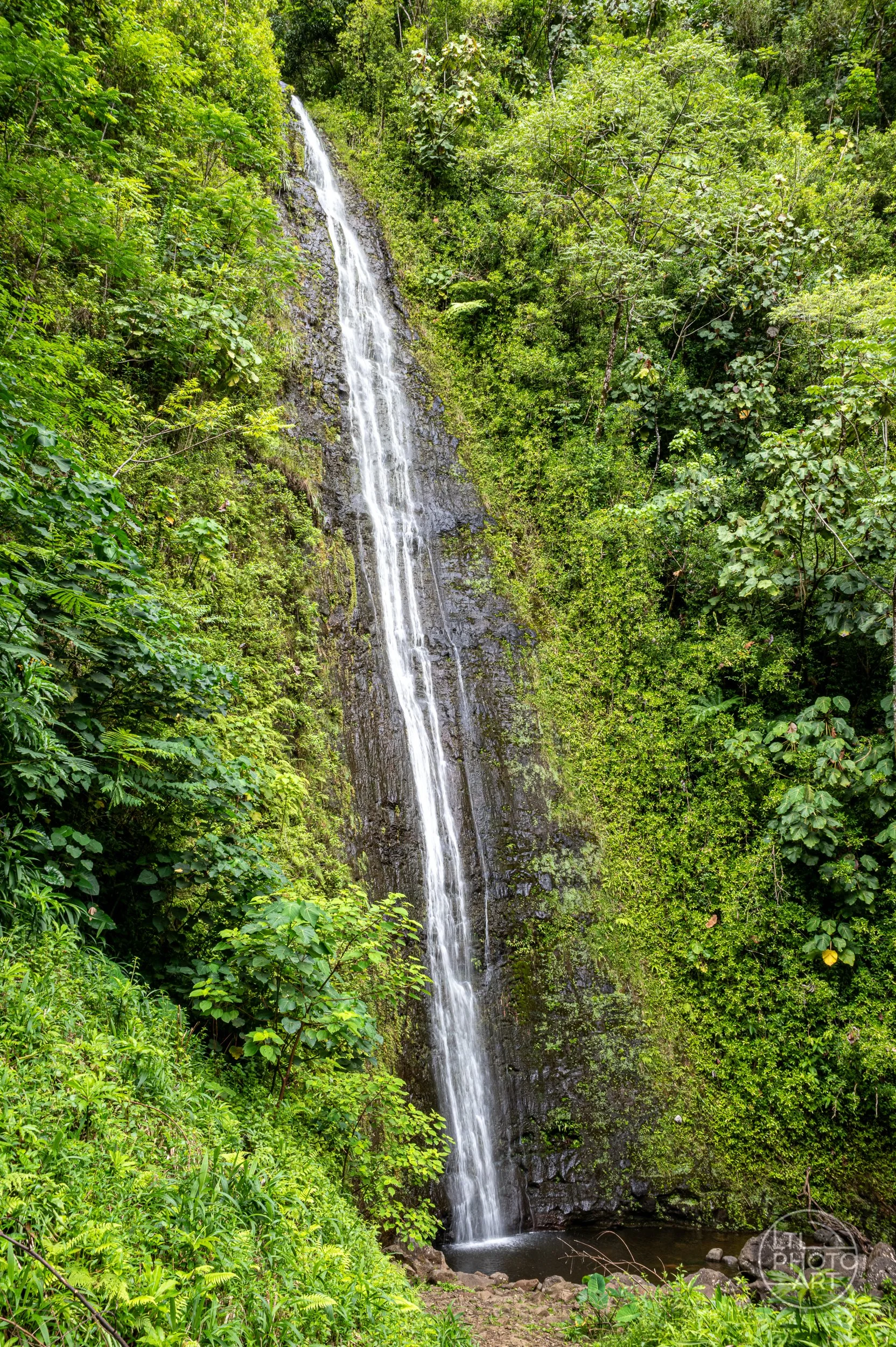Mānoa Falls cascading down a steep rock face surrounded by dense tropical rainforest along the Mānoa Falls Trail on Oahu, Hawaii.