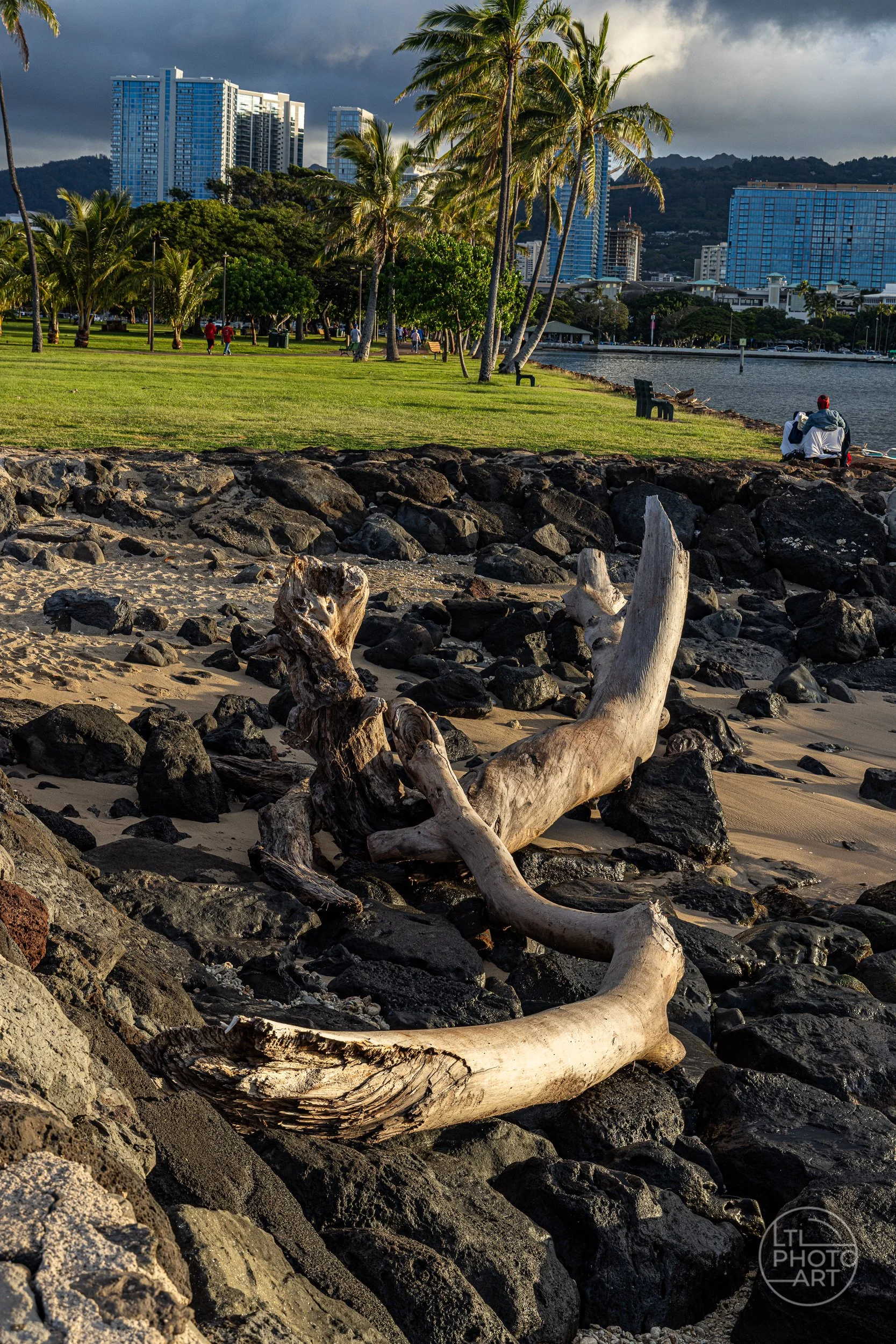 Driftwood and dark shoreline rocks at Ala Moana Regional Park in Honolulu, Oahu, with palm trees, waterfront, and city buildings in the background.