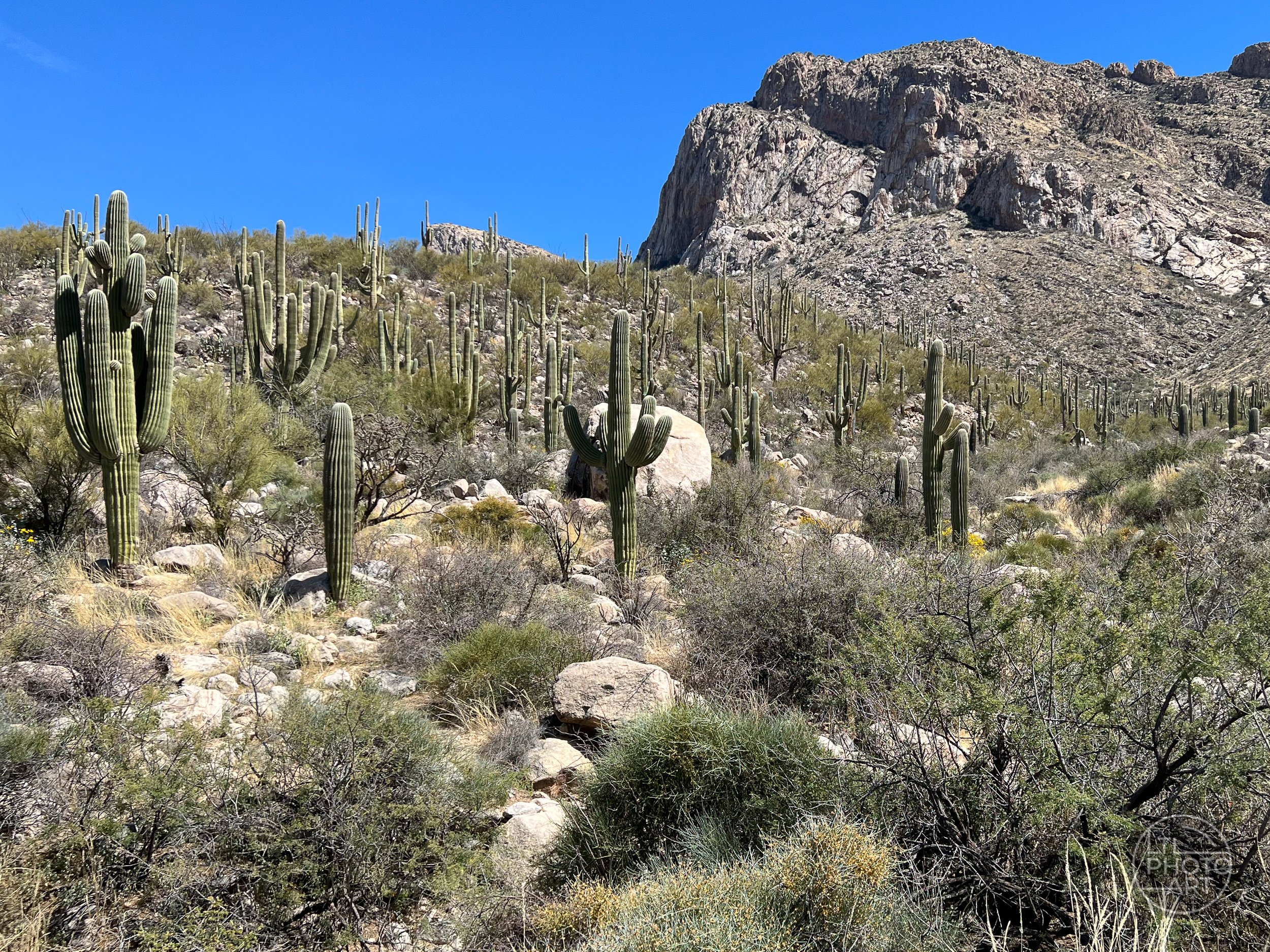 Saguaro cacti, desert vegetation, boulders, and rocky cliffs along the Linda Vista Loop Trail in the Santa Catalina Mountains near Tucson, Arizona.