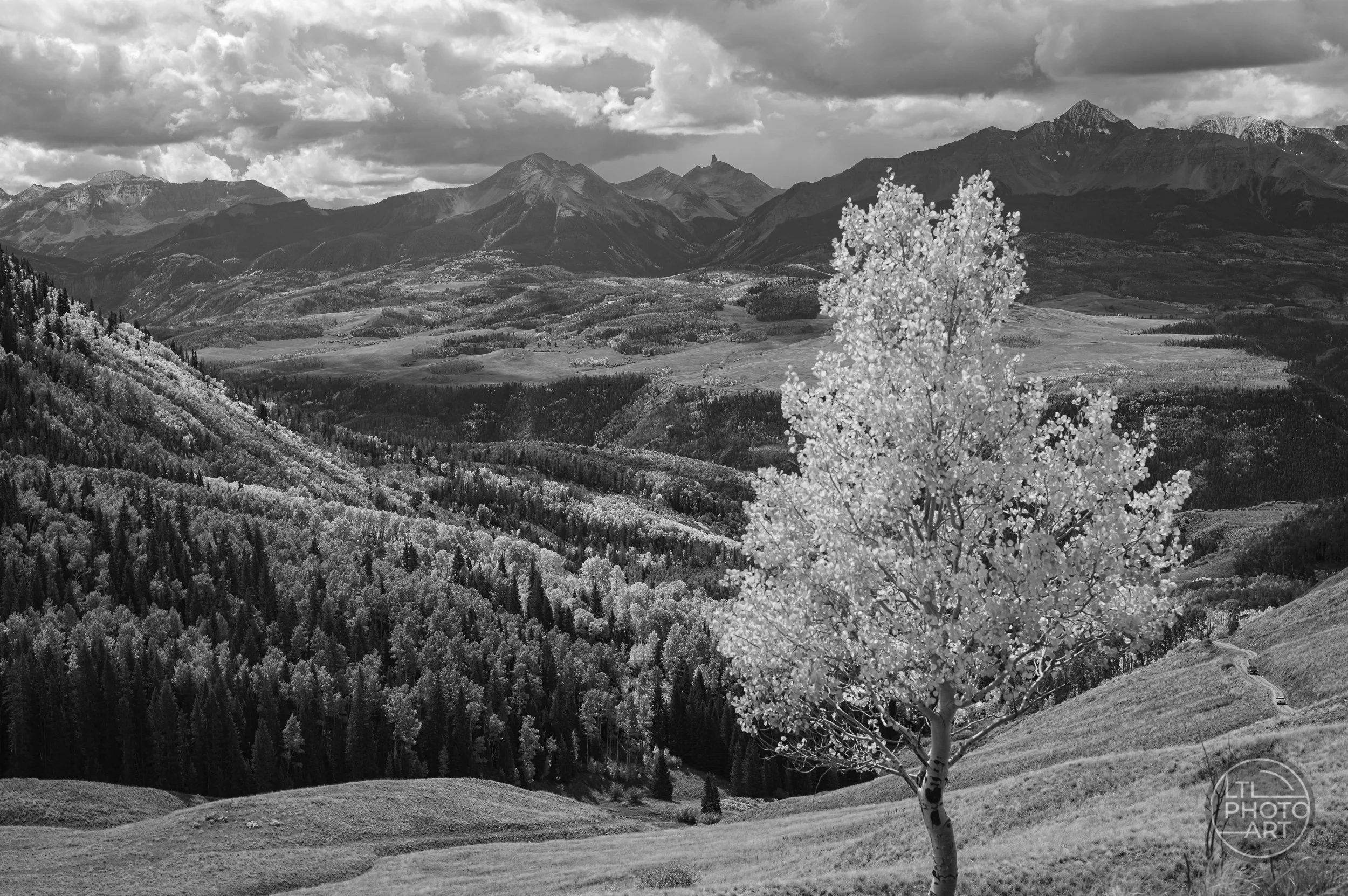 Black-and-white fall landscape with a bright aspen tree, forested valley, winding backroad, and rugged mountains near Telluride, Colorado.