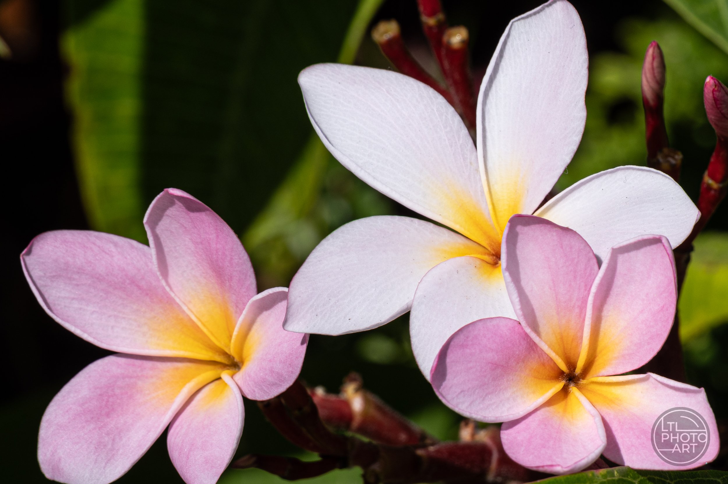 Close-up of pink and white plumeria flowers with yellow centers blooming in Heisler Park, Laguna Beach, California.