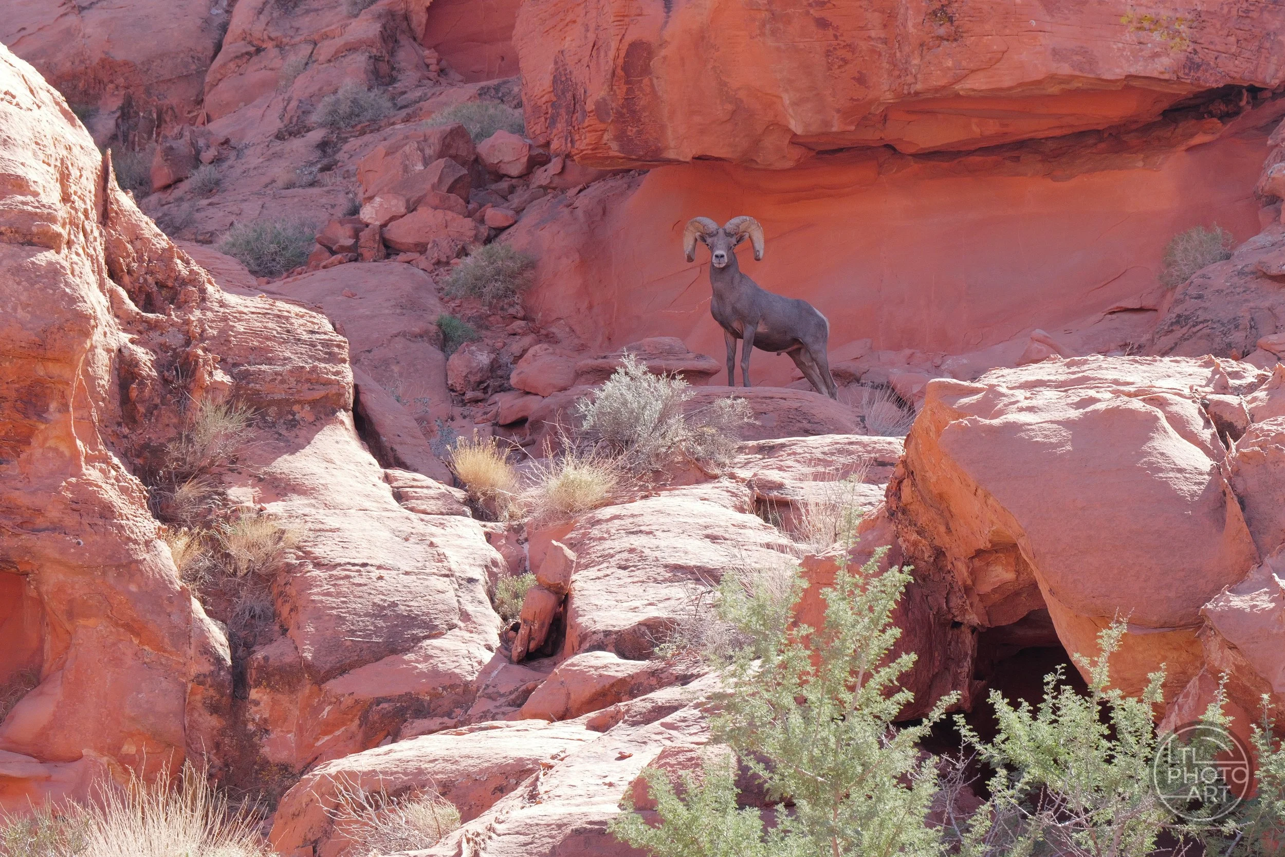 Desert bighorn ram standing on red sandstone rocks in Valley of Fire State Park, Nevada.