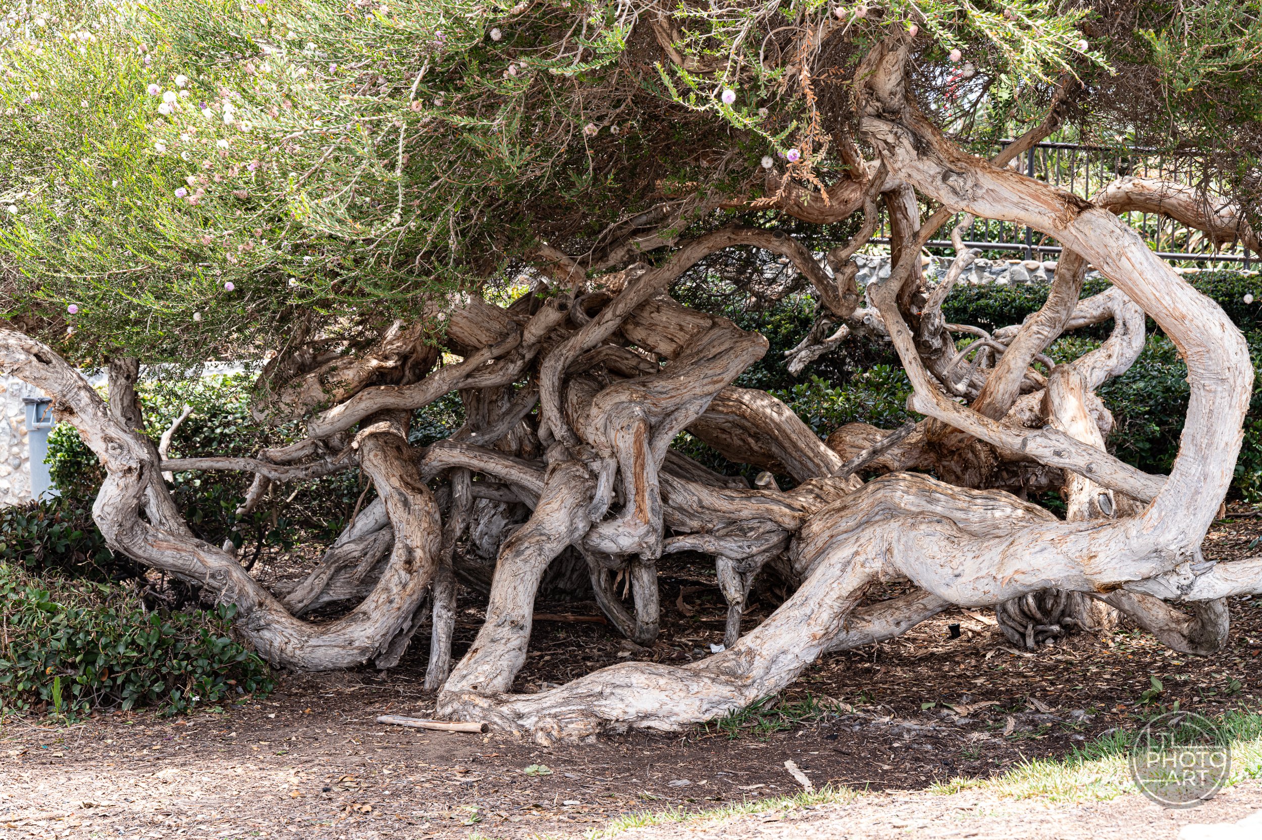 Gnarled tree with twisting pale branches and small pink blossoms beside a walking path in Heisler Park, Laguna Beach.