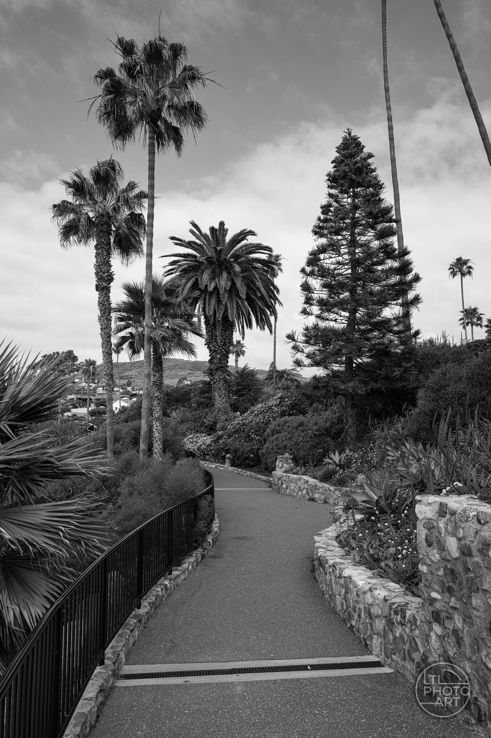 Black-and-white photograph of a curving paved path lined with palm trees, stone walls, and coastal plants in Heisler Park, Laguna Beach.