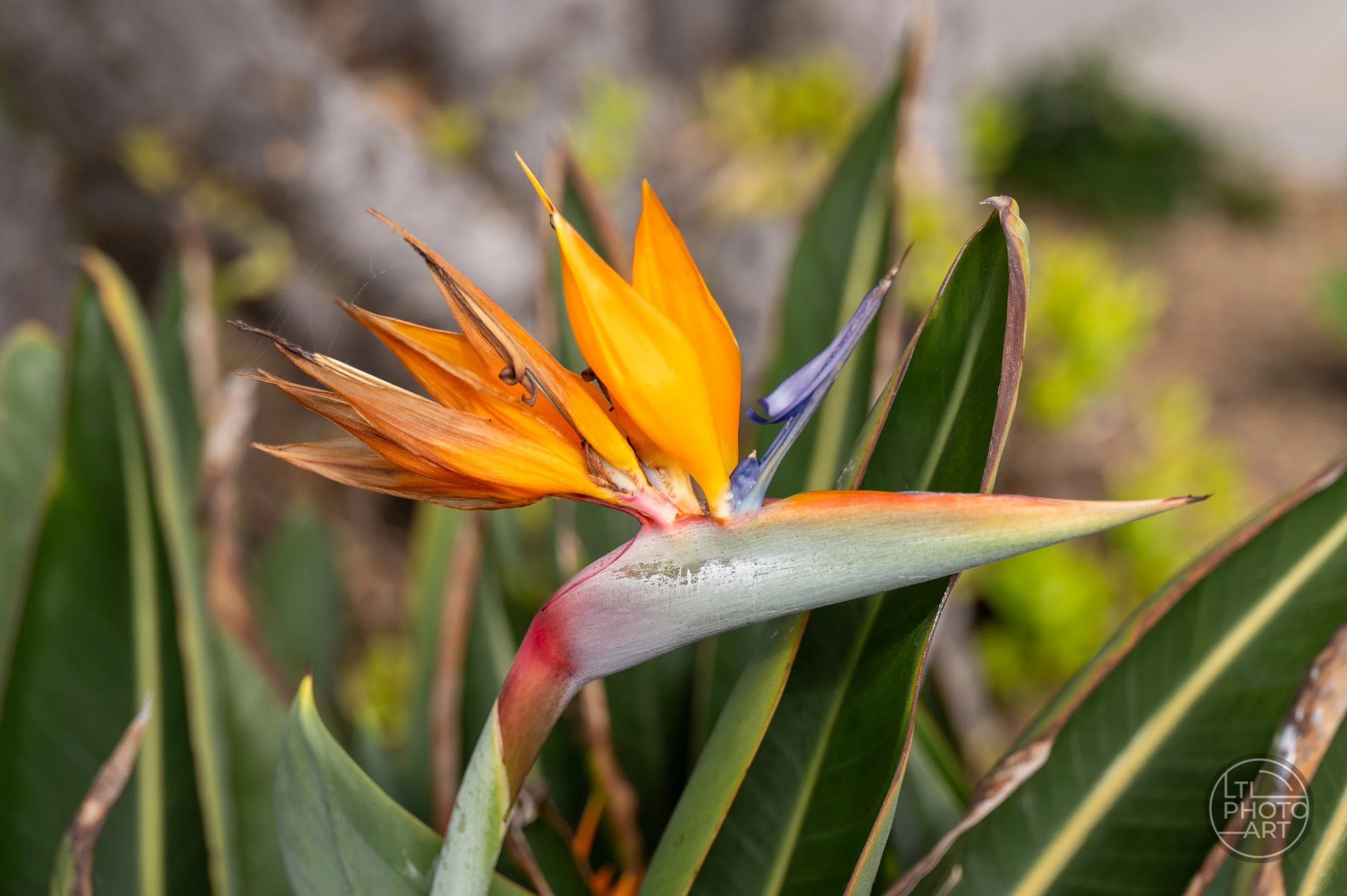 Close-up photograph of an orange bird of paradise flower surrounded by green leaves near Main Beach in Laguna Beach, California.