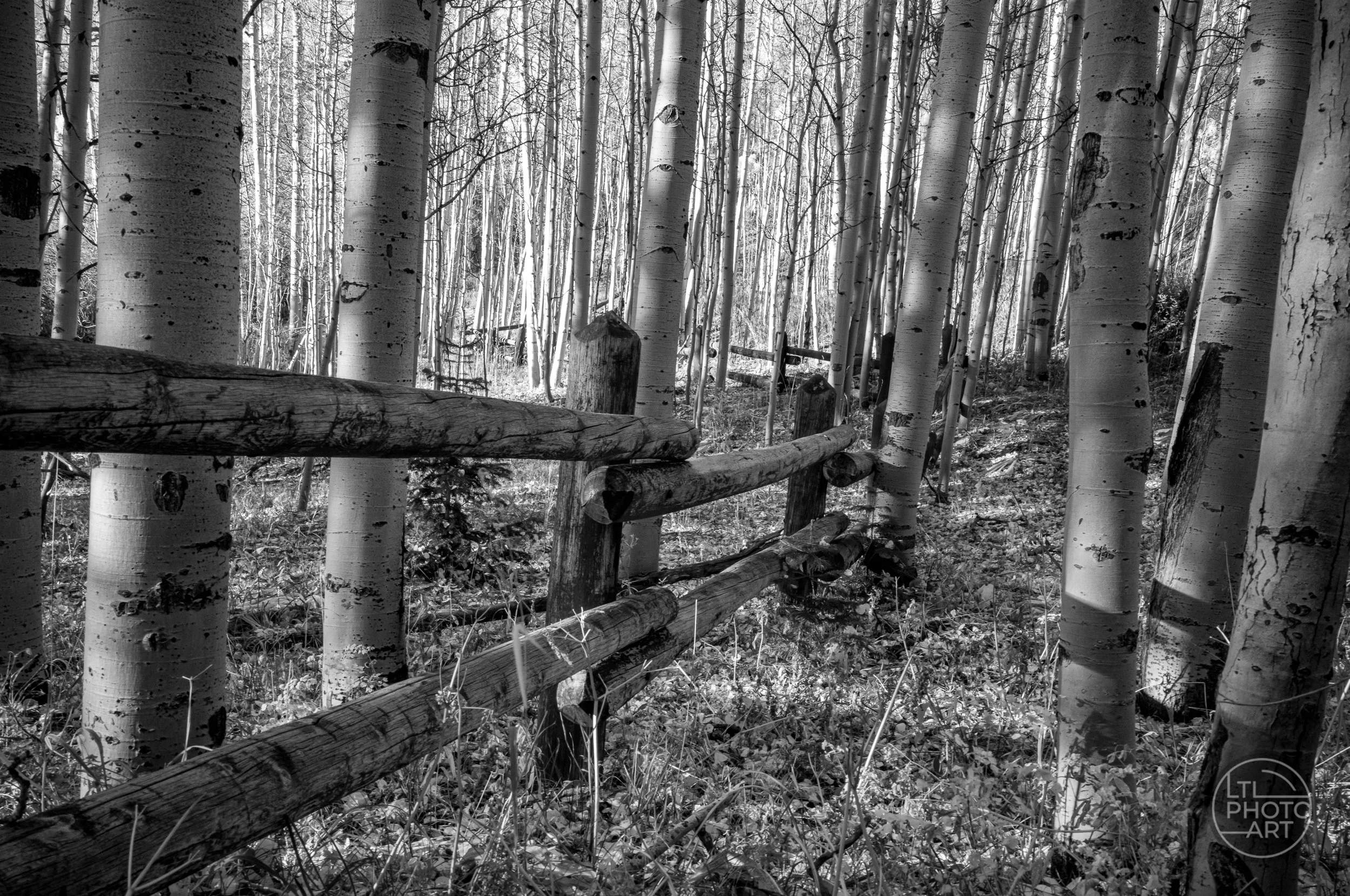 Black-and-white photograph of a rustic ranch fence running through an autumn aspen grove near Ophir, Colorado.