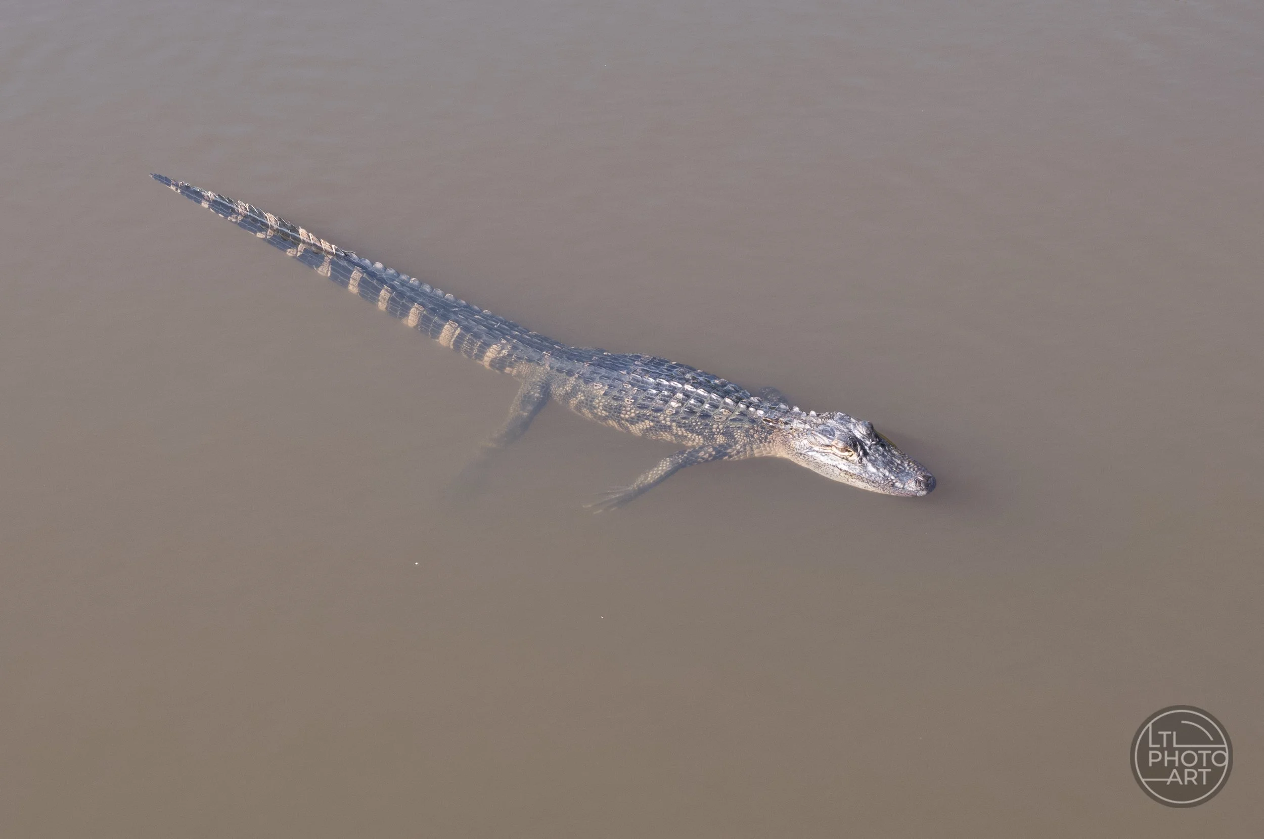 An alligator glides quietly through the water in New Orleans City Park, barely disturbing the surface as it moves through the muted brown water.
