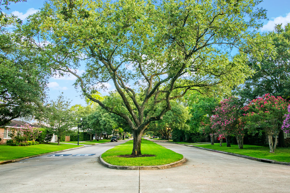 A large tree with green leaves stands in the middle of a circular grassy island in the street of a suburban neighborhood with houses, trees, and cars. The sky is blue with a few clouds.