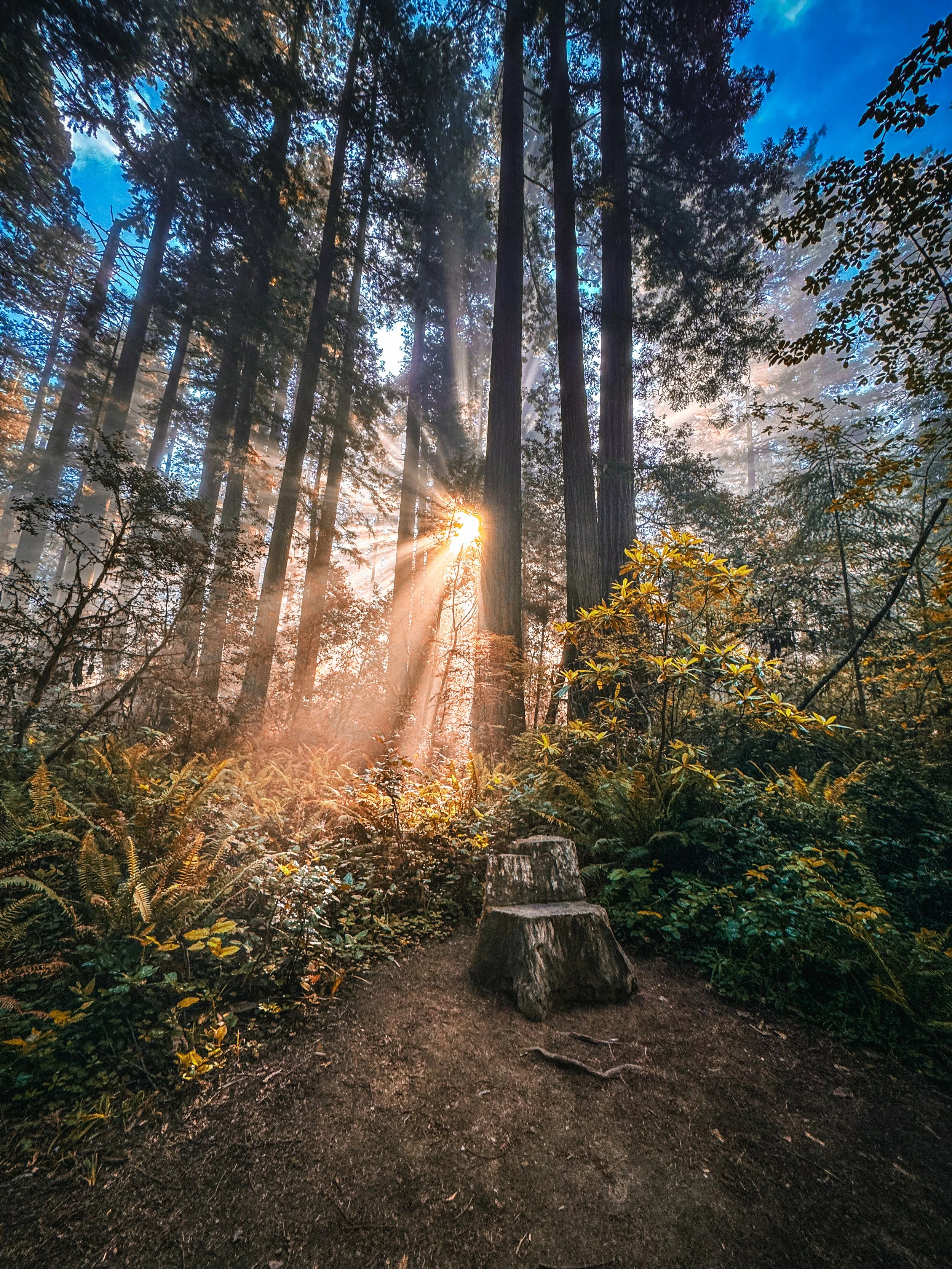 Sunlight shining through tall trees in a forest with a dirt trail and a tree stump.