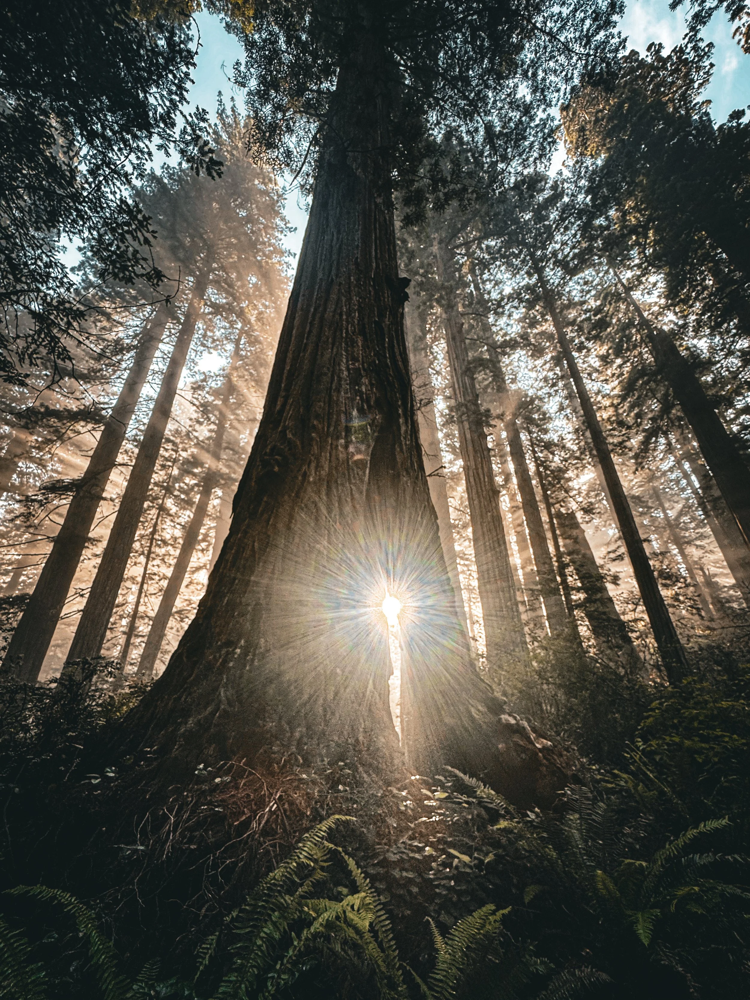 A tall tree in a dense forest with sunlight shining through the branches and leaves, illuminating the forest floor.