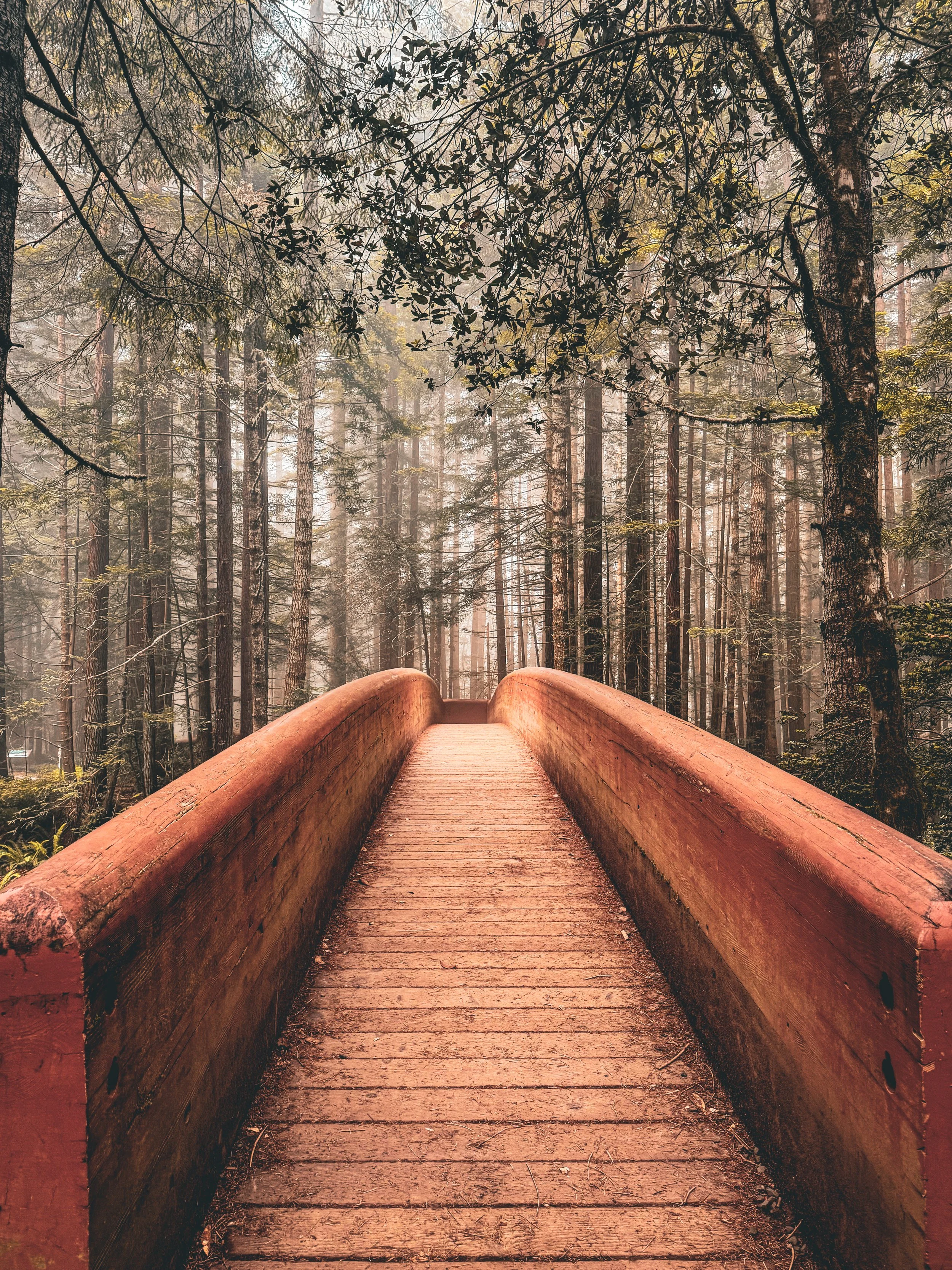 A wooden bridge in a forest with tall trees and sunlight filtering through the branches.