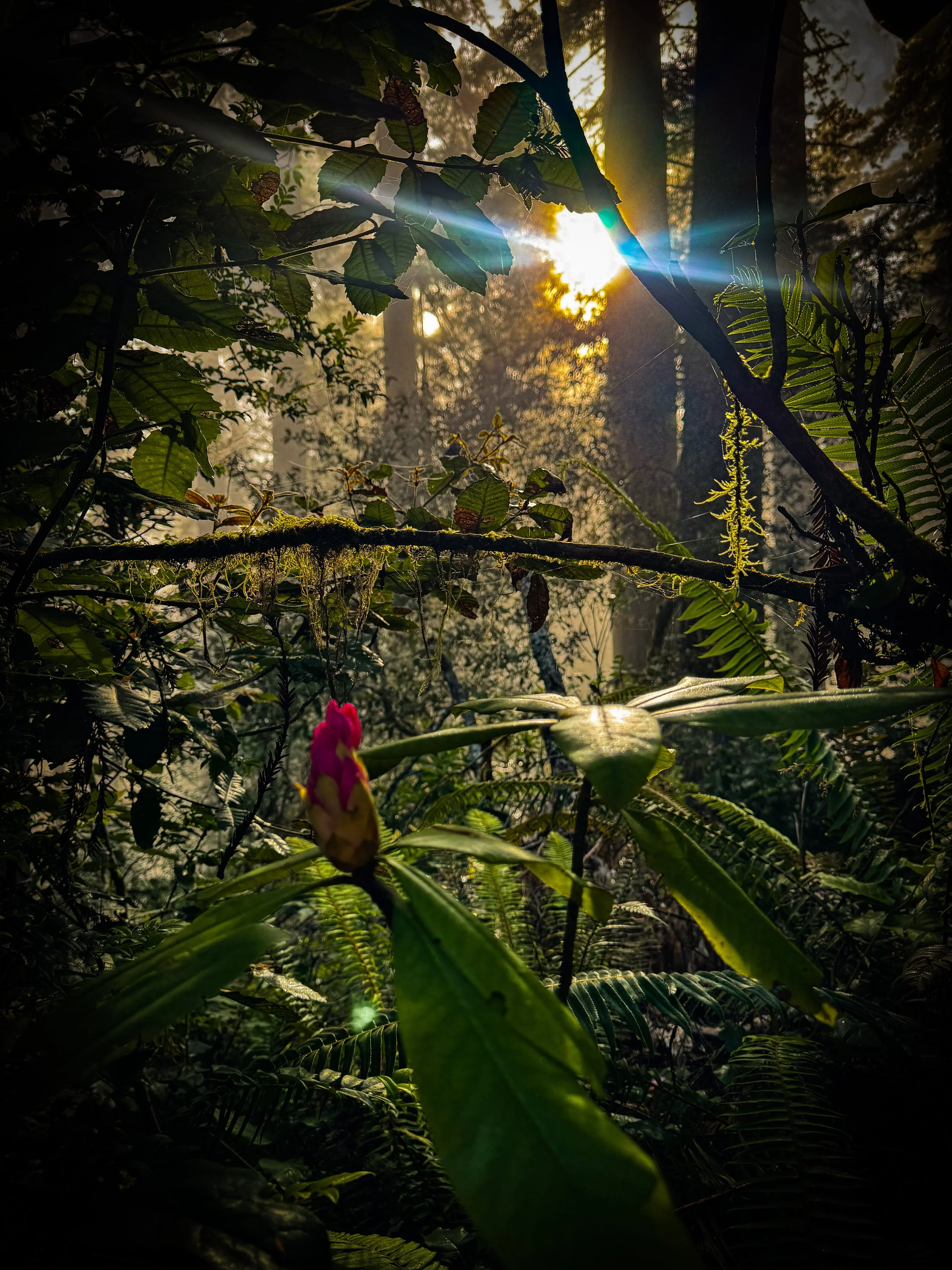 Sunlight filtering through dense forest foliage with various green leaves and trees, creating a bright and shadowed natural scene.