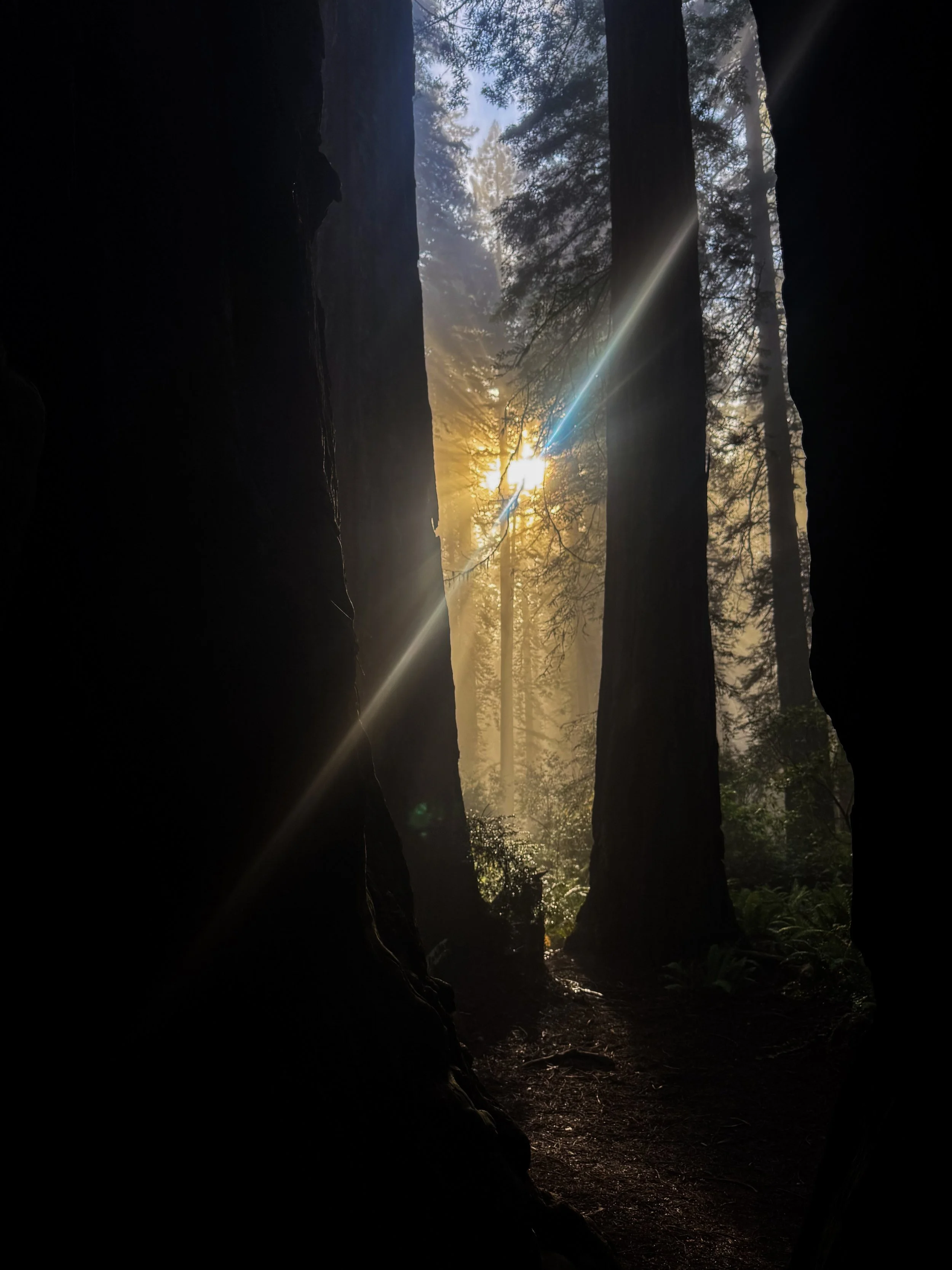 Sunlight filters through tall trees in a dense forest, illuminating a misty trail.
