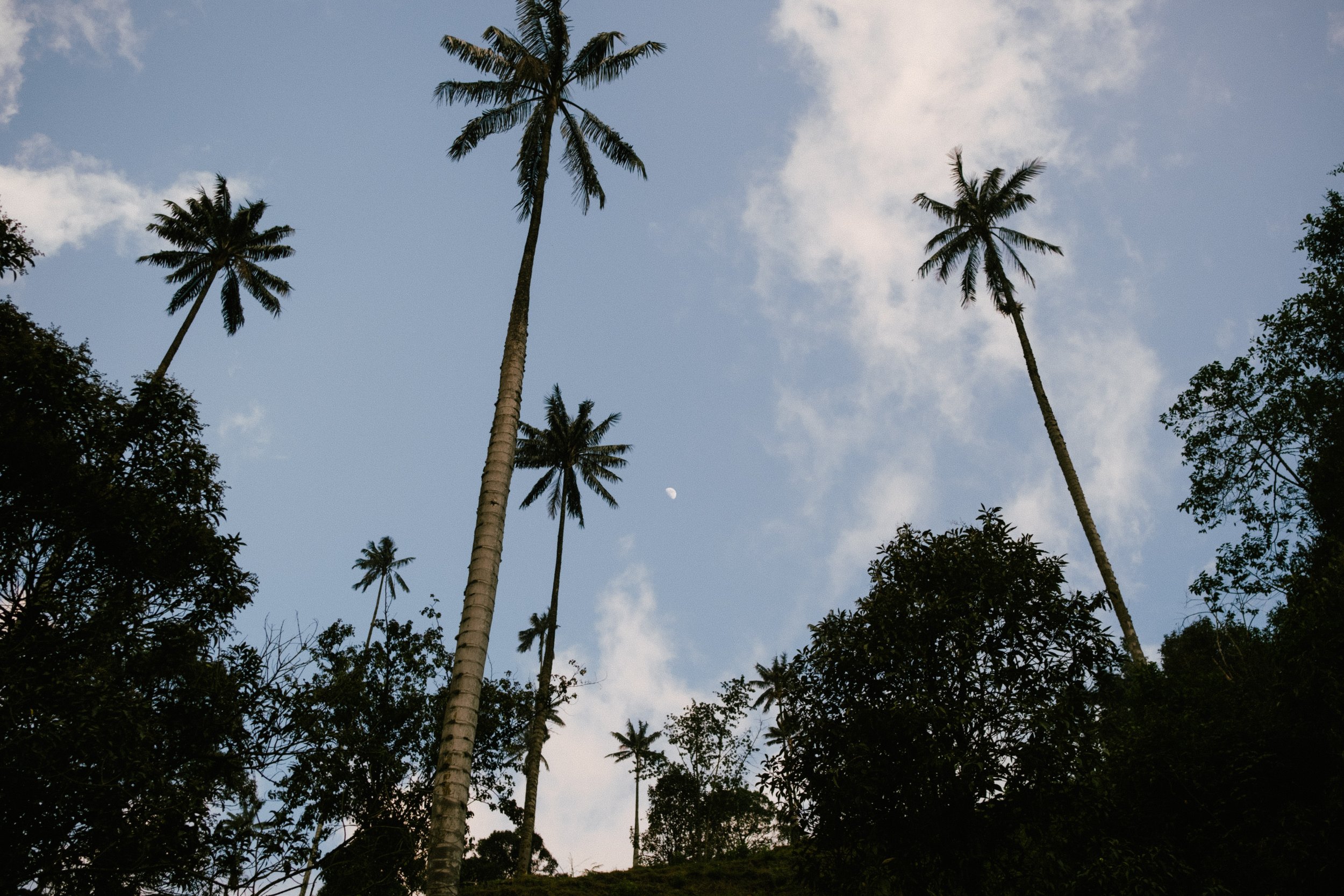 Tall palm trees against a blue sky with scattered clouds, moon visible in the distance, and surrounding greenery.