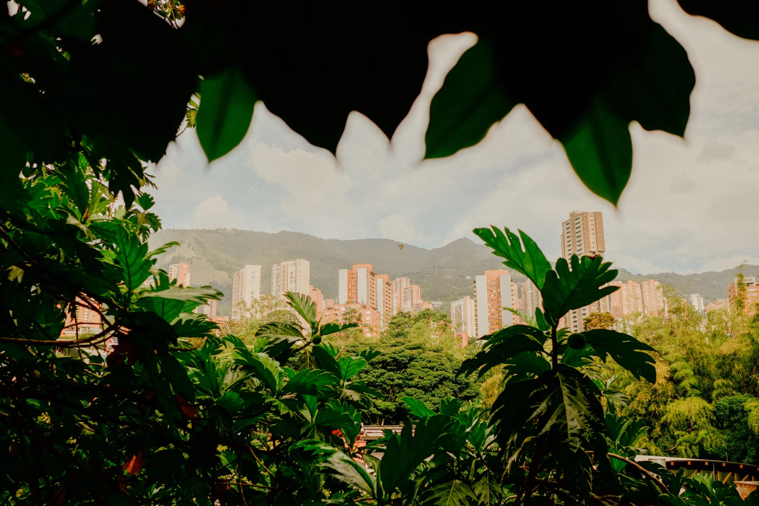 Cityscape with tall buildings seen through green leafy foliage, mountains in the background, and cloudy sky