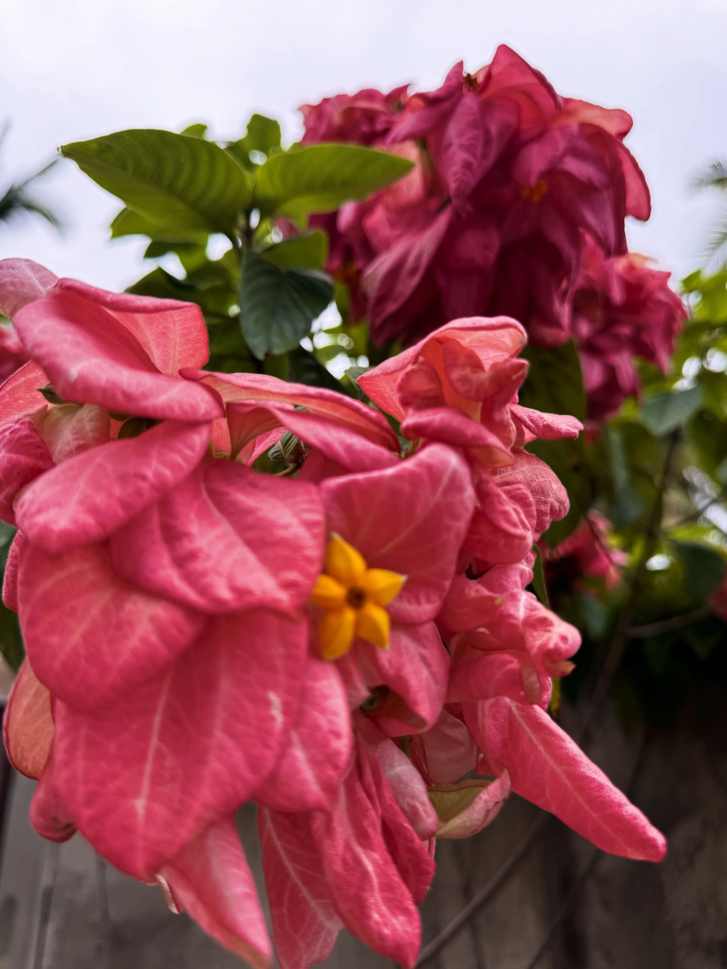 IMG_1931.jpeg