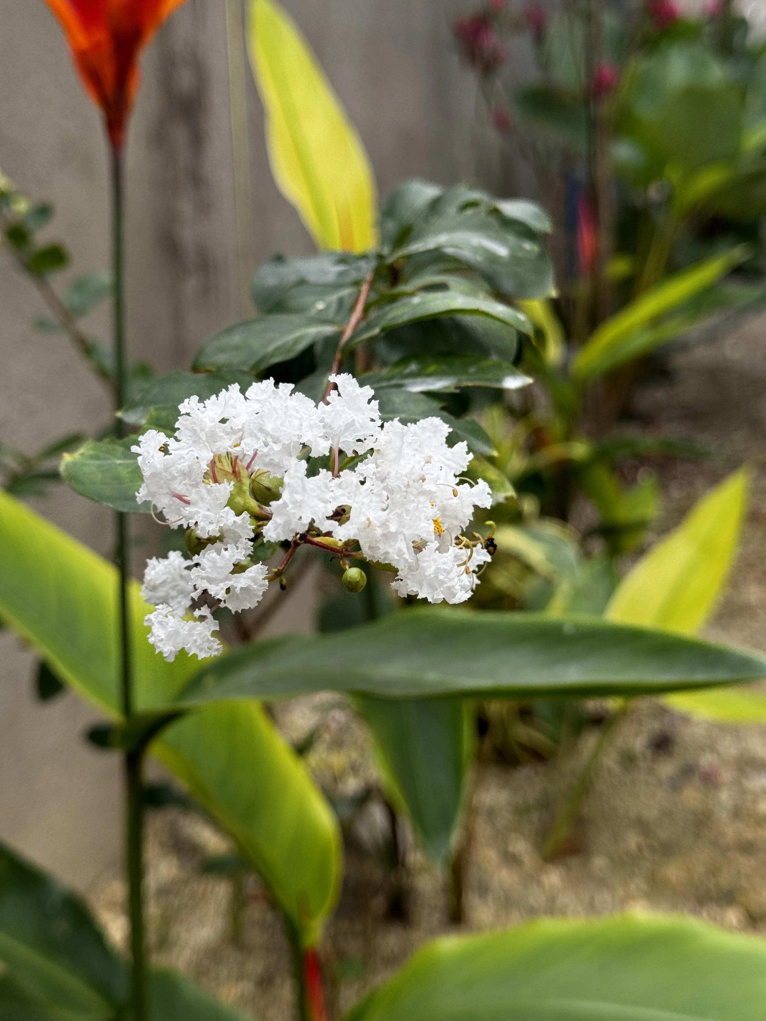 IMG_2372.jpeg