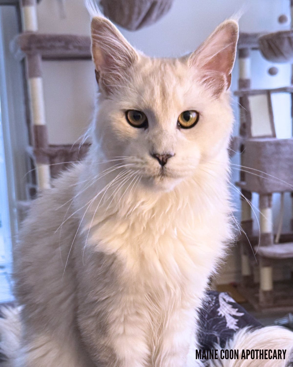 Expressive and fluffy light coloured shaded maine coon kitten.