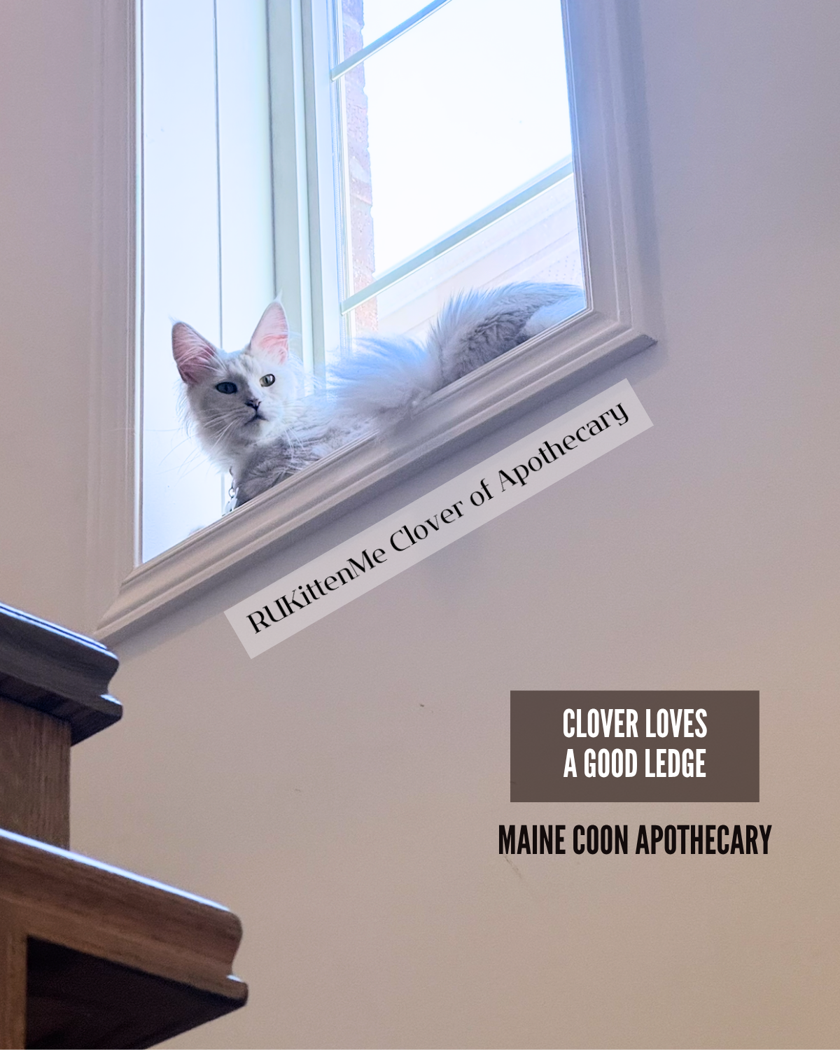 Our Maine Coon Black Shaded Queen, RUKittenMe Clover of Apothecary ("Clover"), is sunbathing on a high-up windowsill. This maine coon kitten loves exploring.