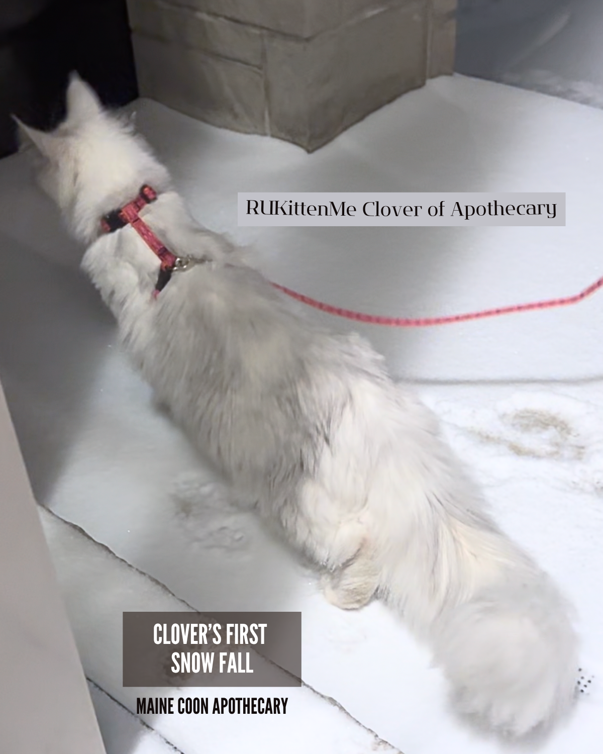 Our Maine Coon Black Shaded Queen, RUKittenMe Clover of Apothecary ("Clover") was exploring snow for the first time. She was so happy and curious!
