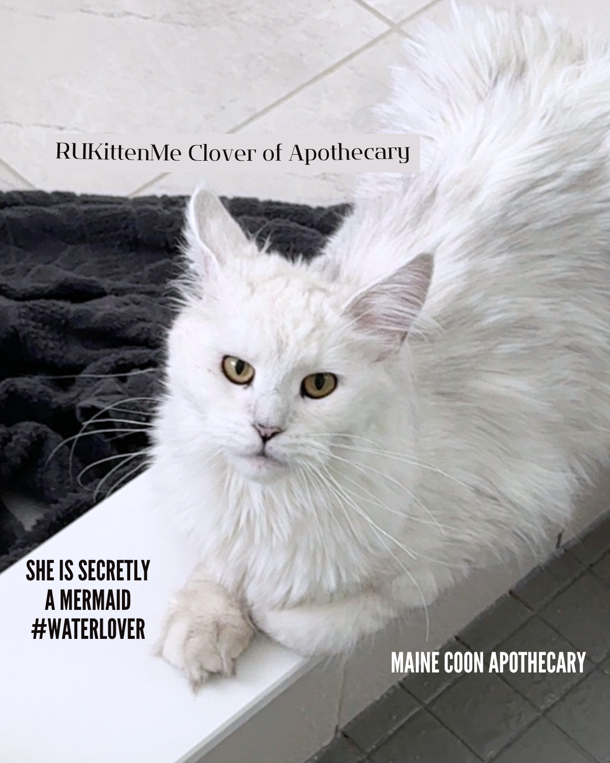 Our Maine Coon Black Shaded Queen, RUKittenMe Clover of Apothecary ("Clover") loves water! She joins her mom and dad for every shower - sometimes she pretends the water flowing on the floor of the shower is a pond. Maine coons are known for their lov