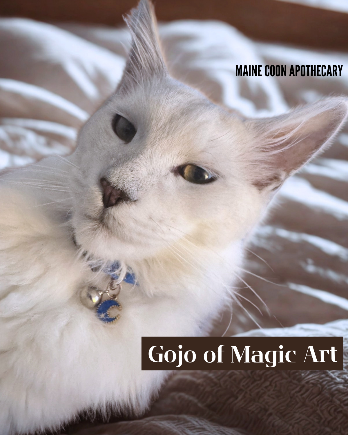 Our Black Shaded Maine Coon King, Gojo of Magic Art (Gojo), close-up and personal, as a 6-month-old kitten. His eyes and facial features are so expressive and stunning.