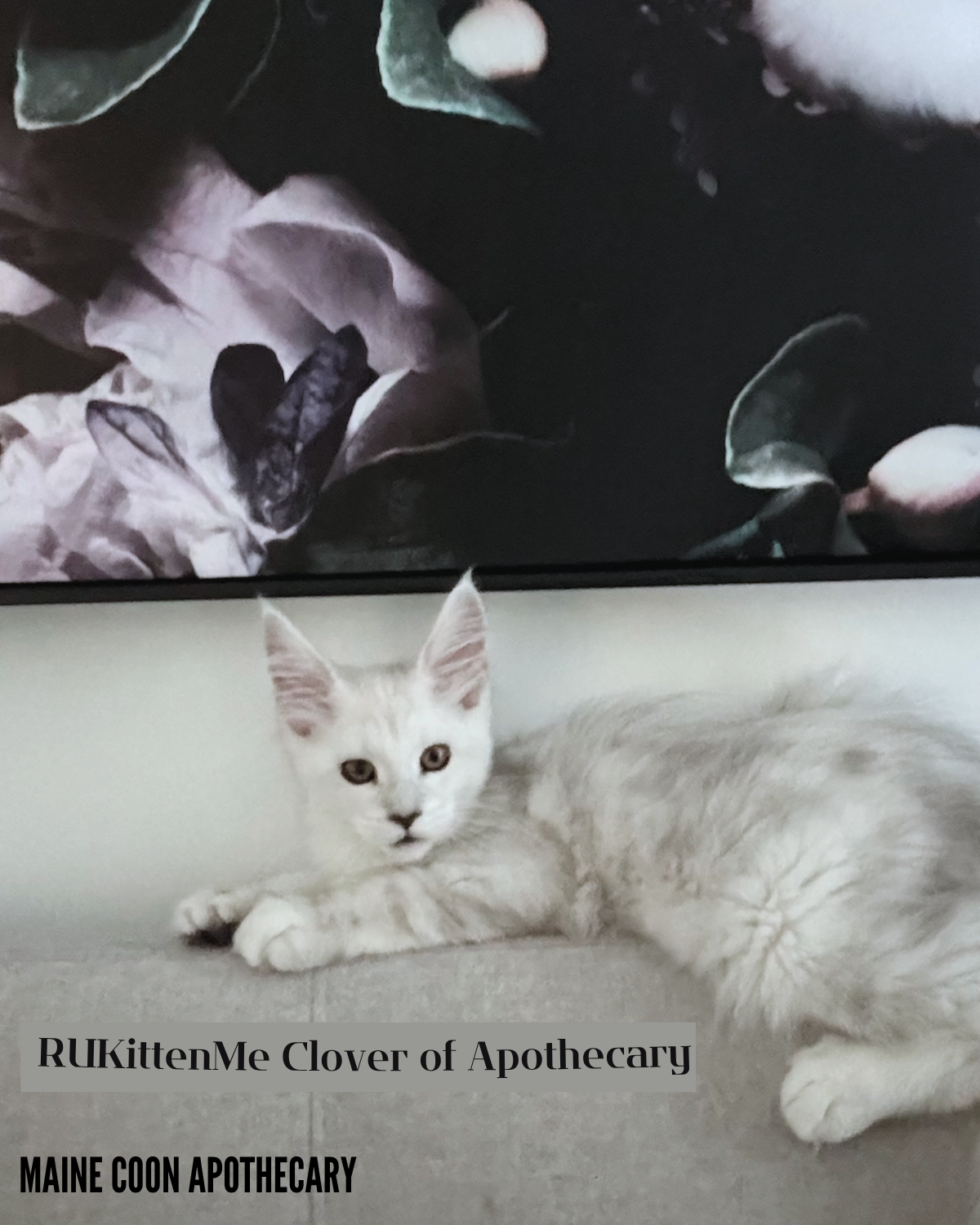 Our Maine Coon Black Shaded Queen, RUKittenMe Clover of Apothecary ("Clover"), when she was a kitten (3 months old), exploring our headboard.