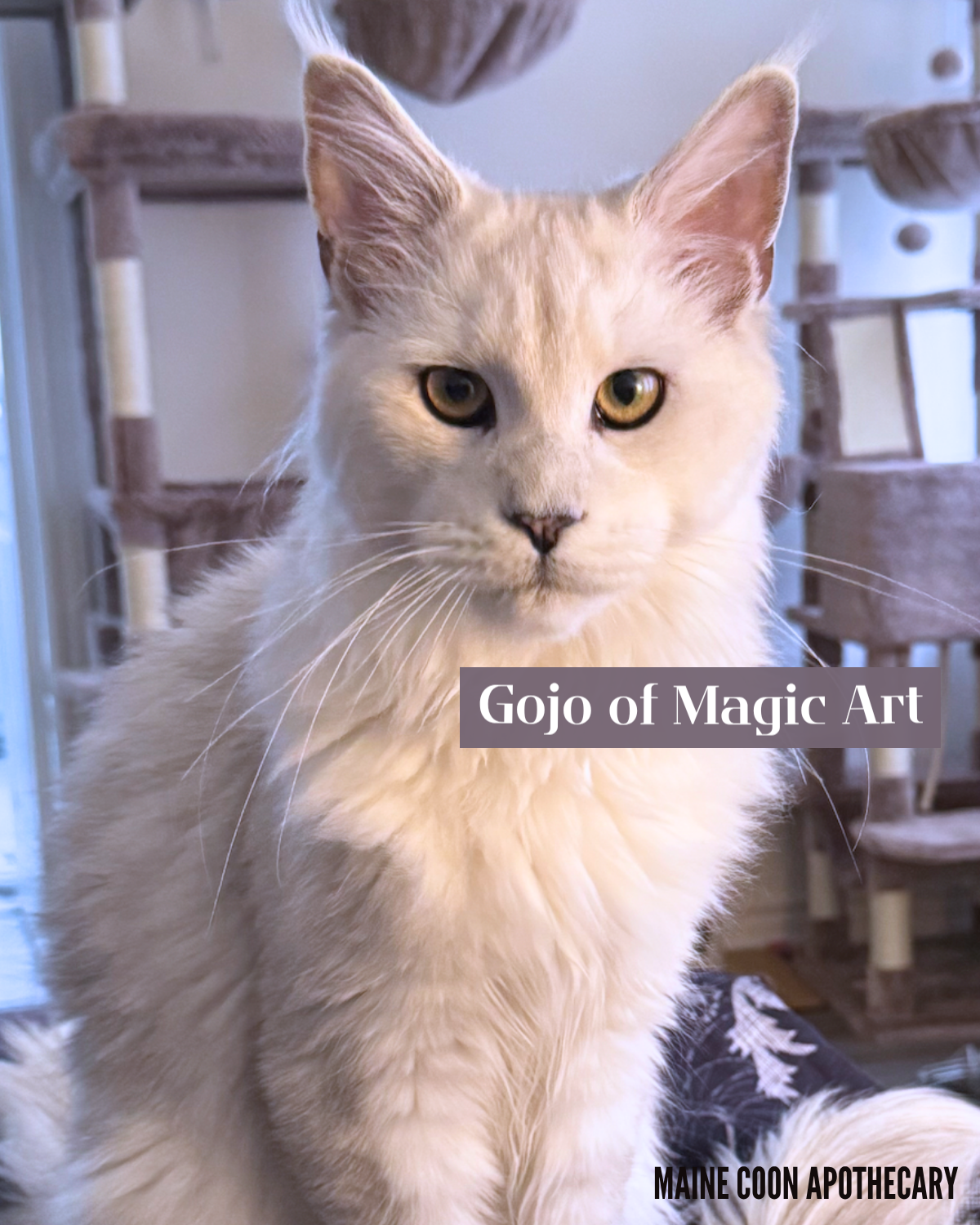 Our Black Shaded Maine Coon King, Gojo of Magic Art (Gojo), is absolutely stunning at 7 months old. Look at that giant head!