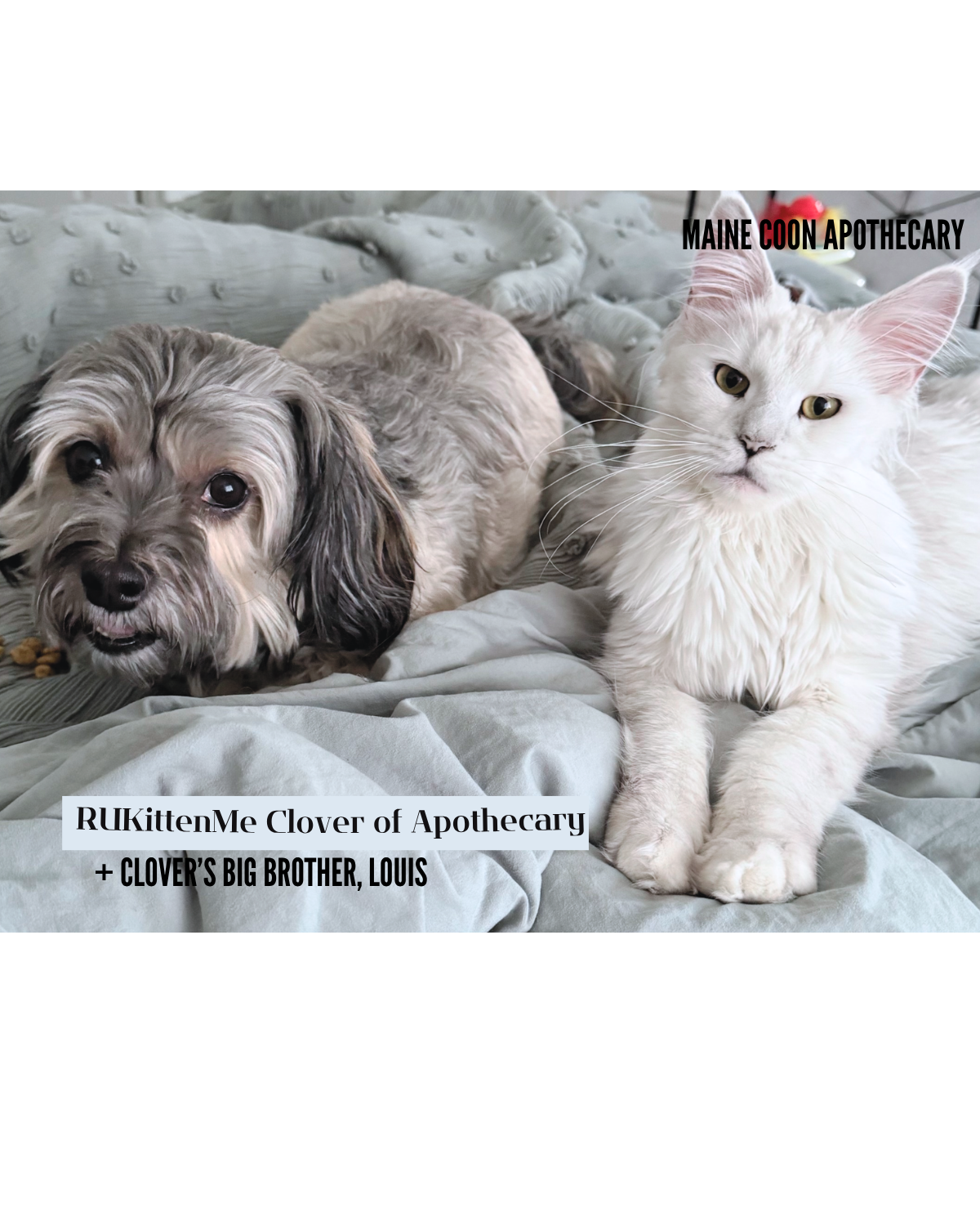 Our Maine Coon Black Shaded Queen, RUKittenMe Clover of Apothecary ("Clover"), cuddling up with her big brother Louis, our 7-year-old sable Havanese boy, who was enjoying an afternoon snack.