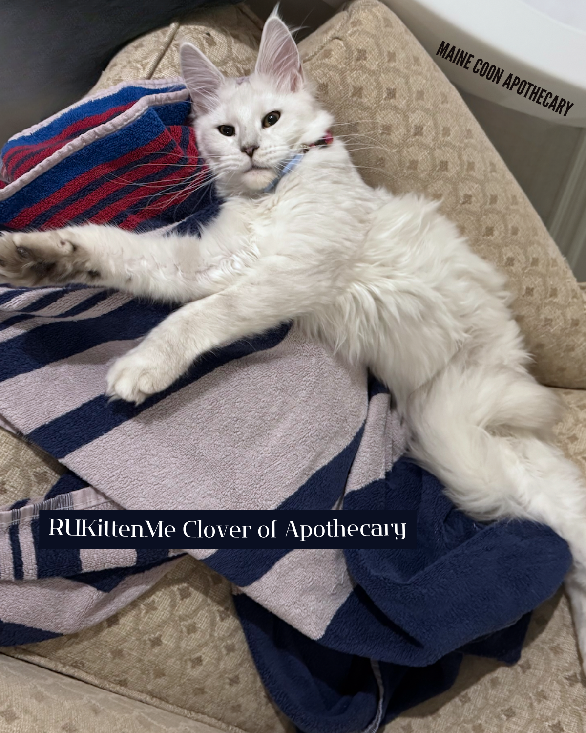 Our Maine Coon Black Shaded Queen, RUKittenMe Clover of Apothecary ("Clover") laying in one of her favourite silly positions.