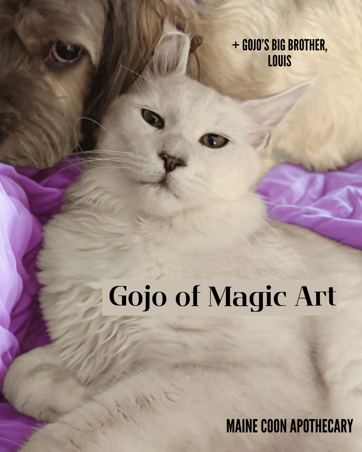 Our Black Shaded Maine Coon King, Gojo of Magic Art (Gojo), cuddling up with his 7-year-old big brother, Louis. So sweet!