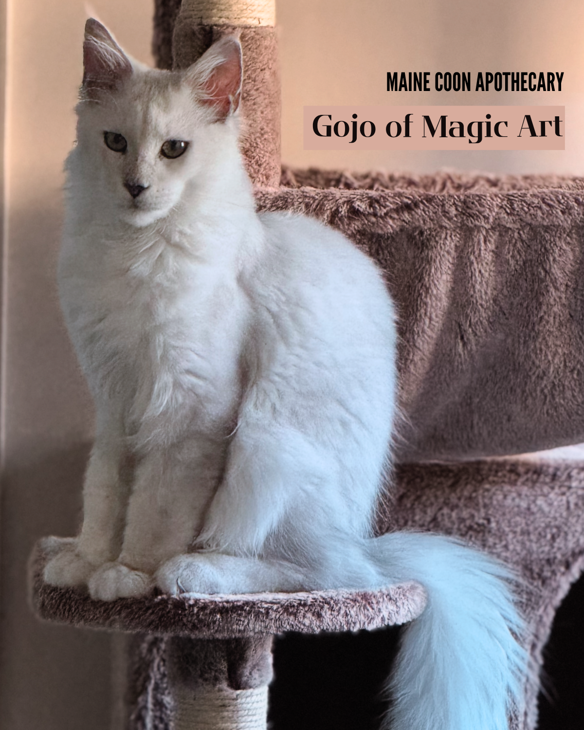 Our Black Shaded Maine Coon King, Gojo of Magic Art (Gojo), as a 4-month-old maine coon kitten, standing proudly on his cat tree.