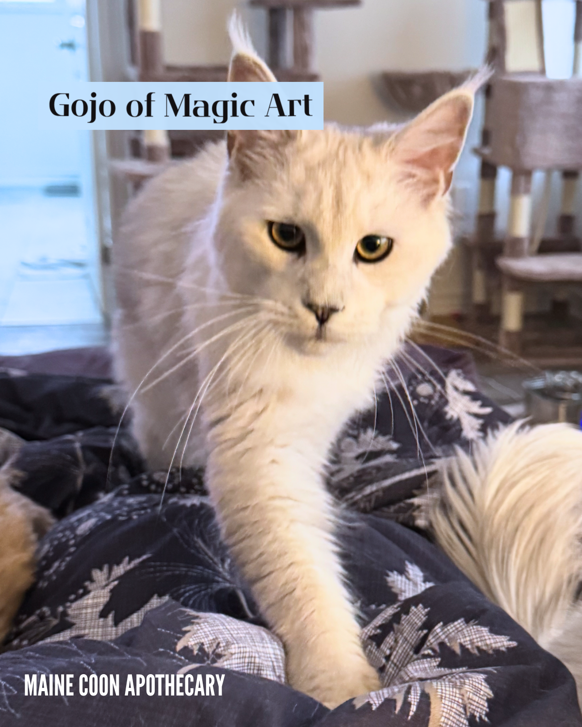 Our Black Shaded Maine Coon King, Gojo of Magic Art (Gojo), was on his way to make some biscuits on his mommy! He was 7 months old in this photo. What an expressive maine coon face!