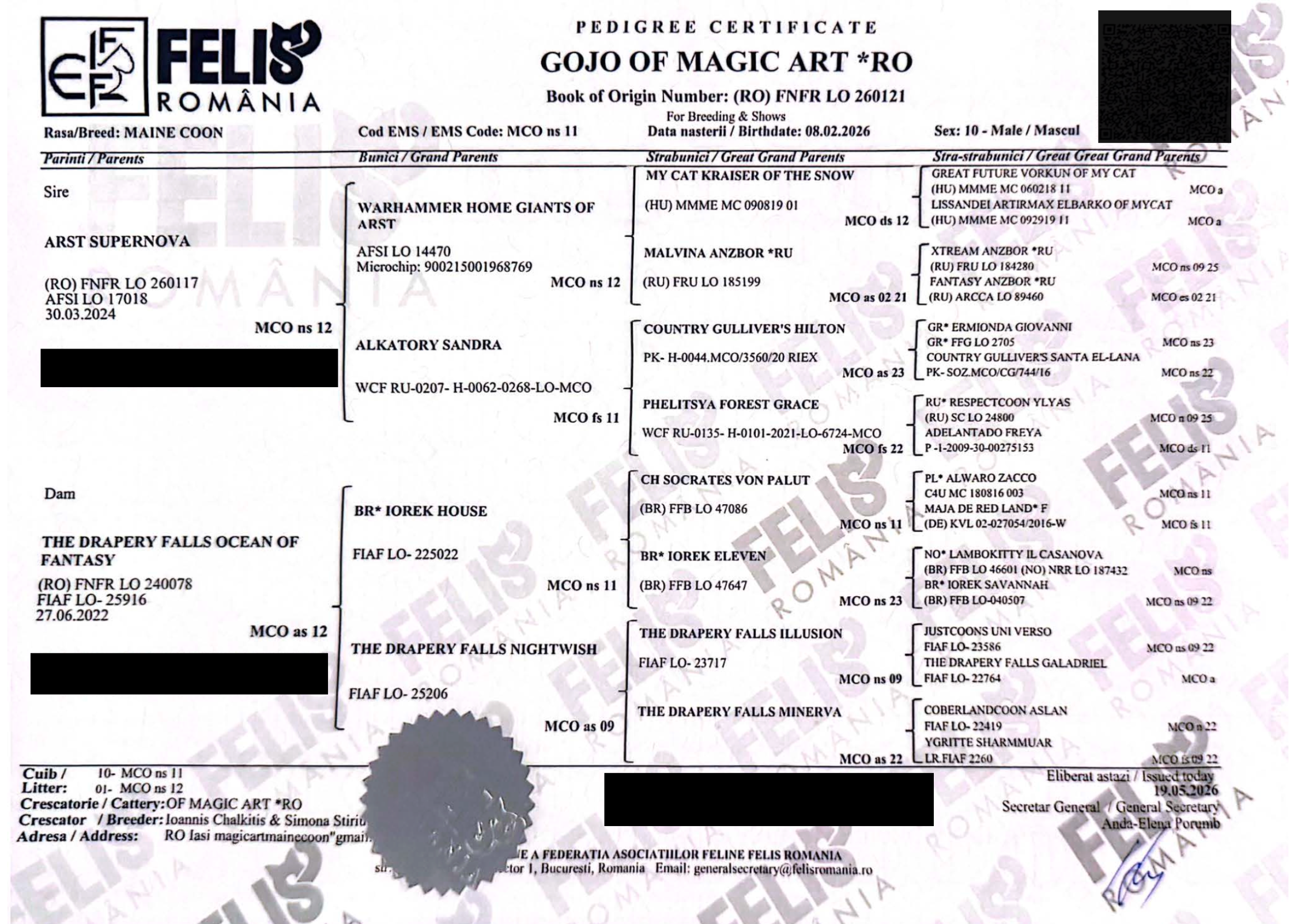 A pedigree certificate for a Maine Coon cat from FELIS Romania, showing the cat's lineage, registration number, date of birth, and breeder information.